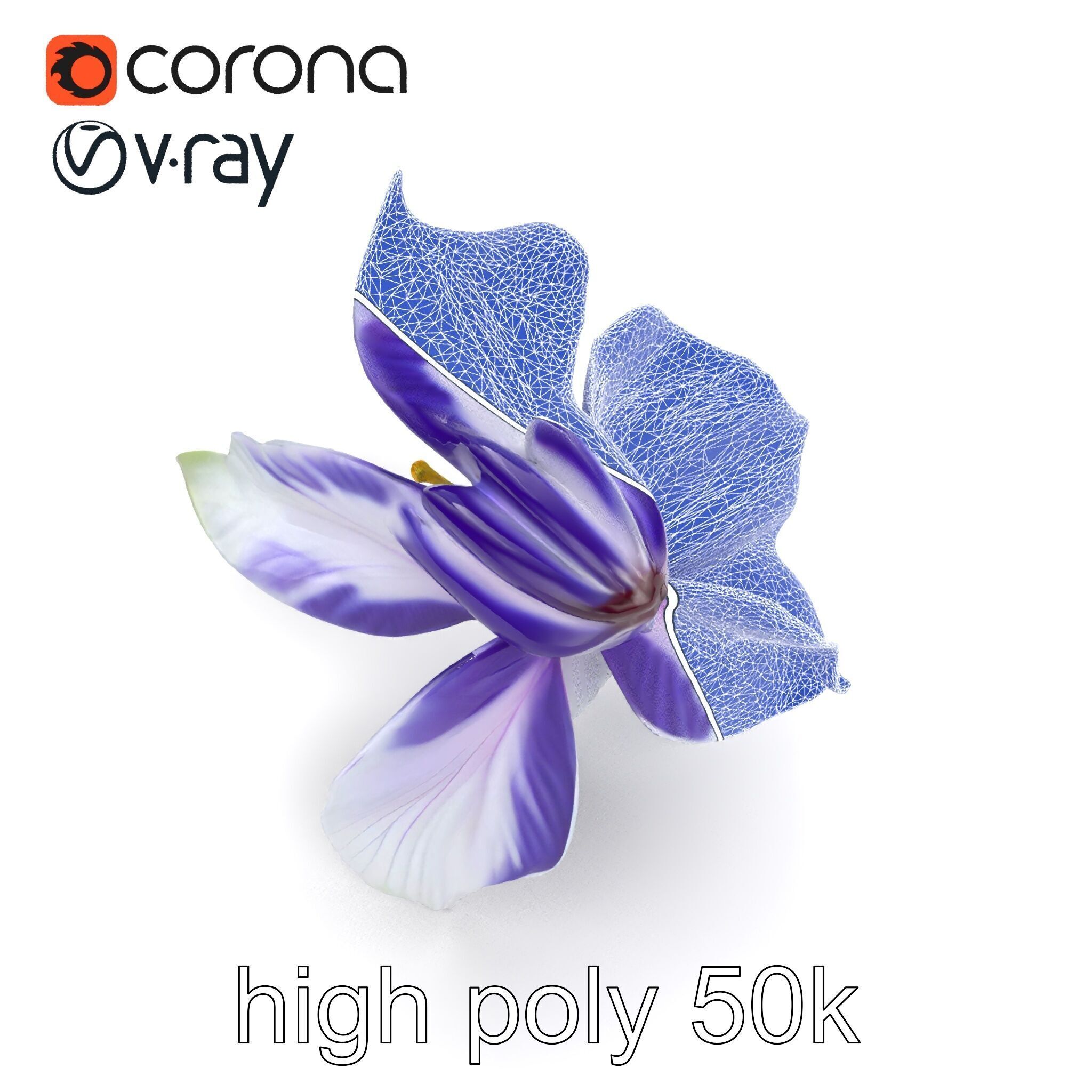 Bicolor Clematis Flower Model Pack Low-poly 3D model_28