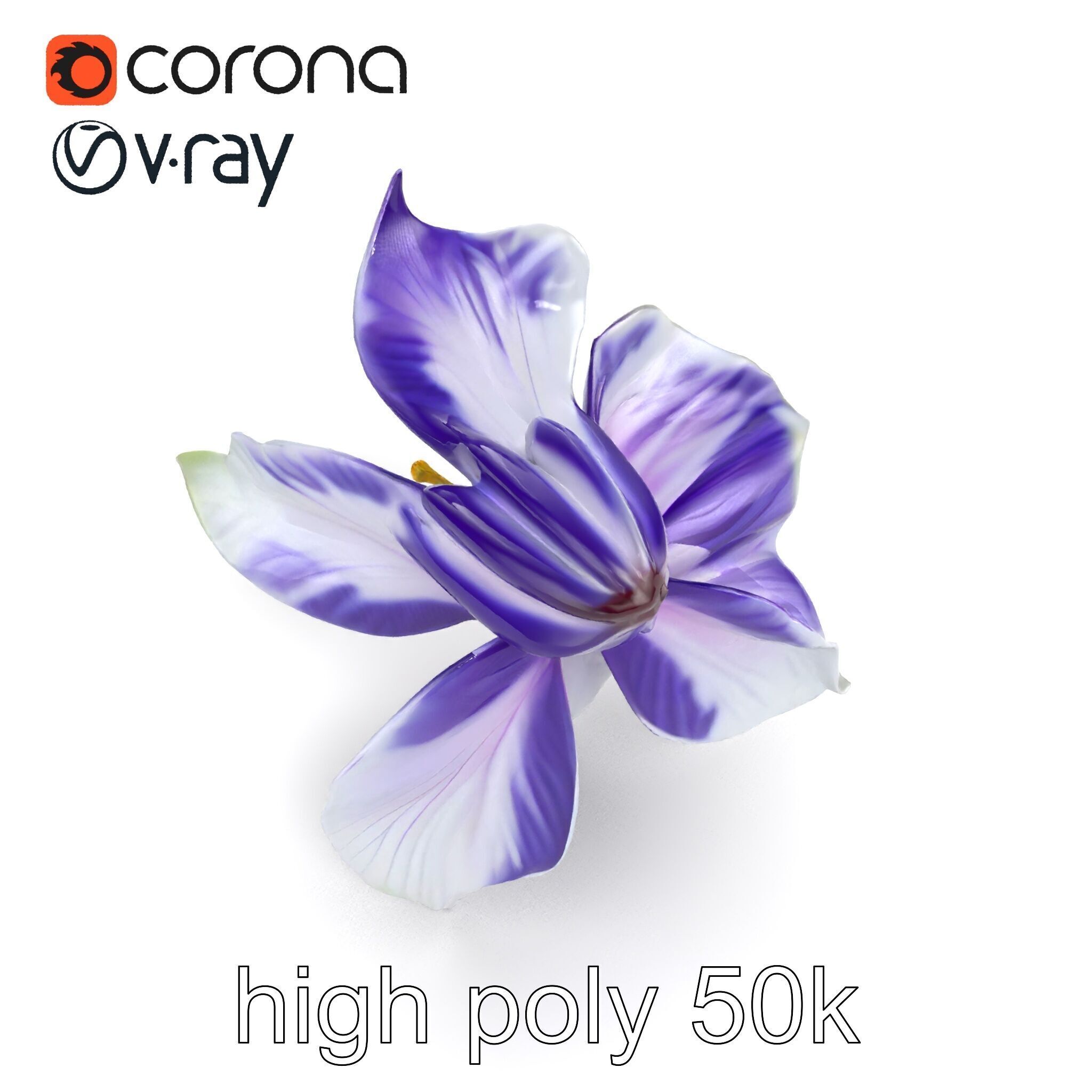 Bicolor Clematis Flower Model Pack Low-poly 3D model_13