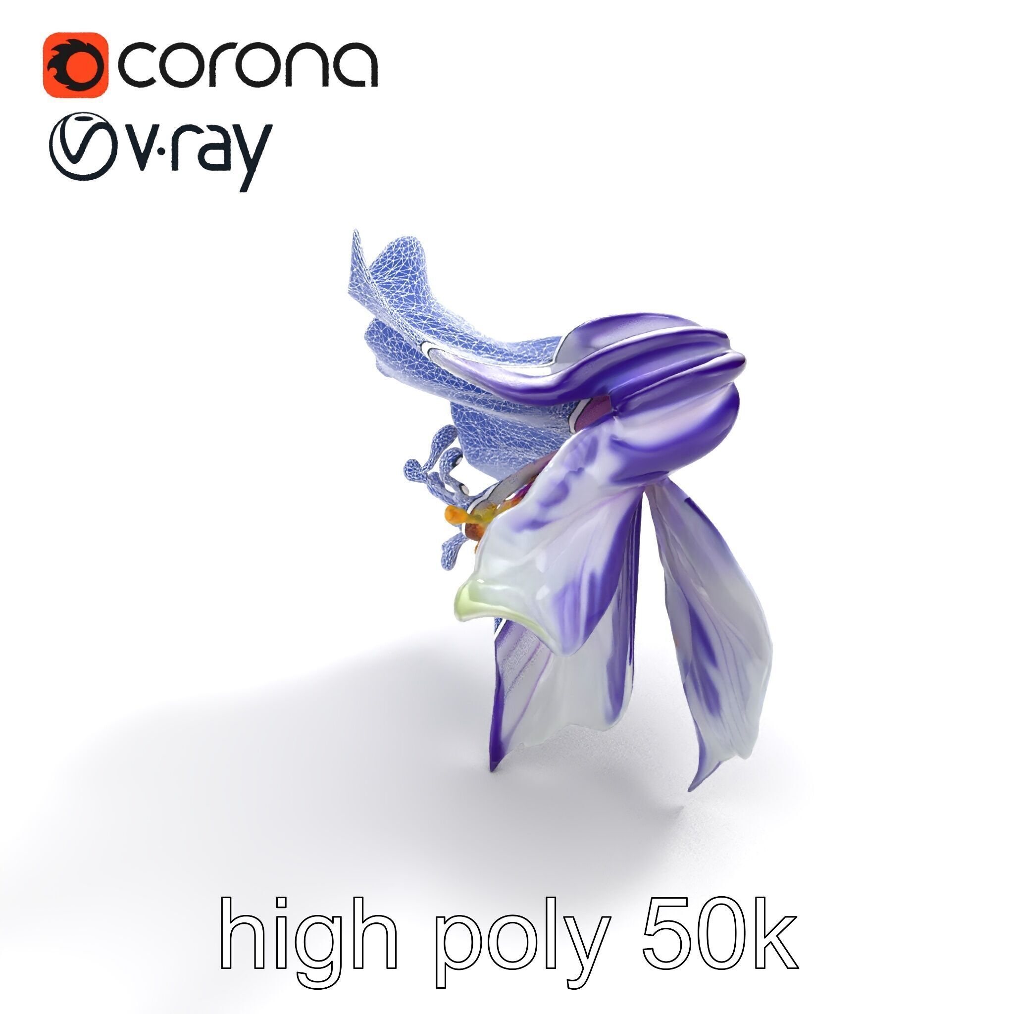 Bicolor Clematis Flower Model Pack Low-poly 3D model_12