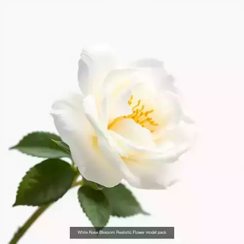 Exquisite Rosa Models Pack