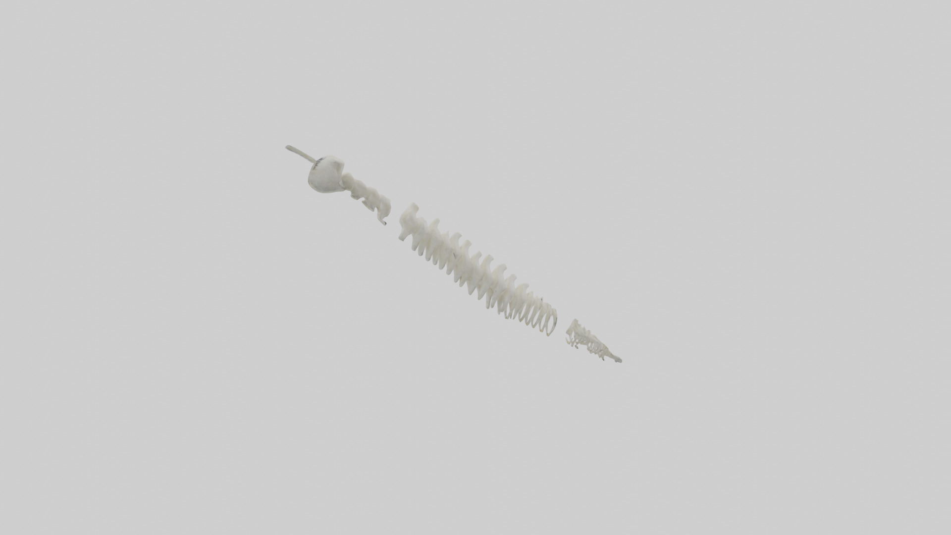 Polar Bear Spine Low-poly 3D model_1