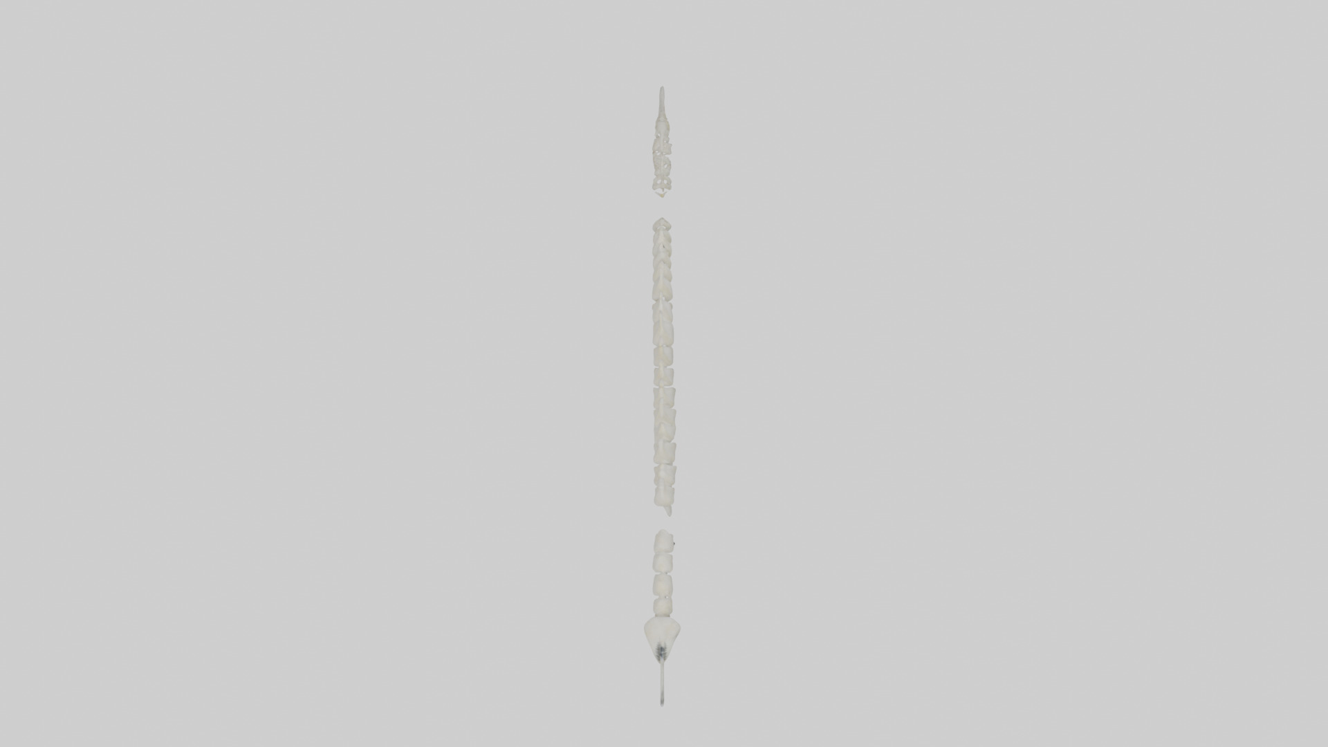 Polar Bear Spine Low-poly 3D model_14