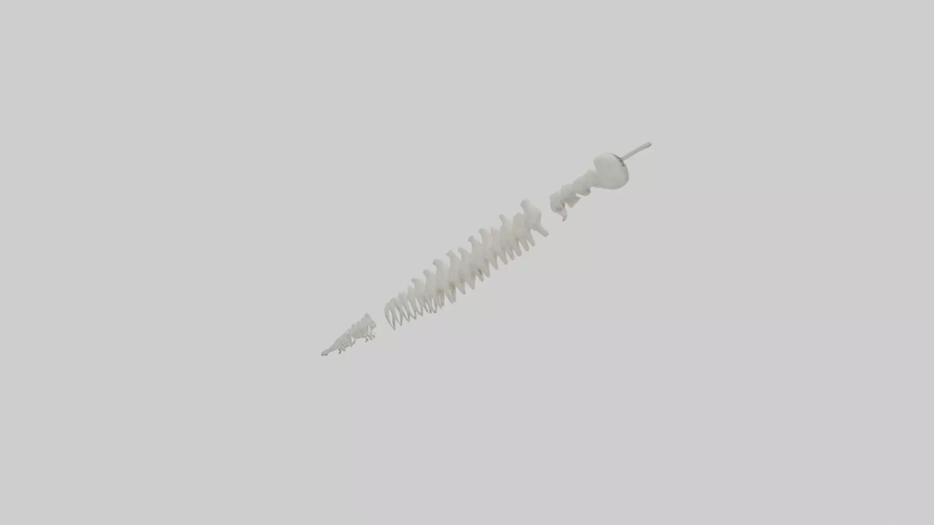 Polar Bear Spine Low-poly 3D model_0