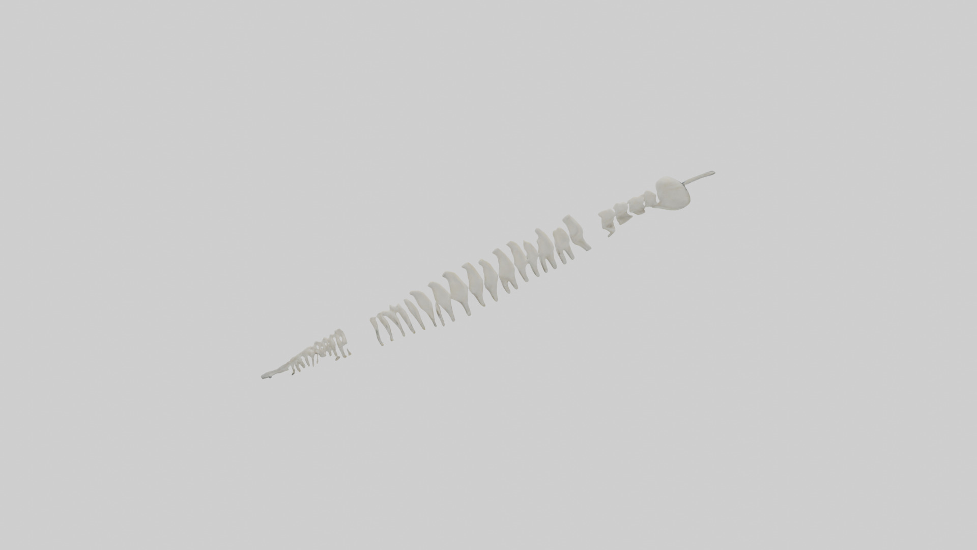 Polar Bear Spine Low-poly 3D model_13