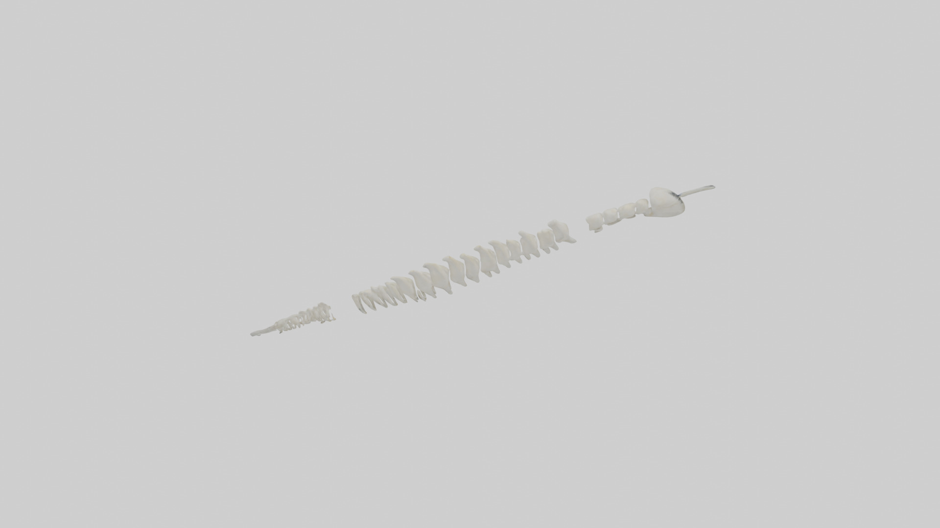 Polar Bear Spine Low-poly 3D model_18