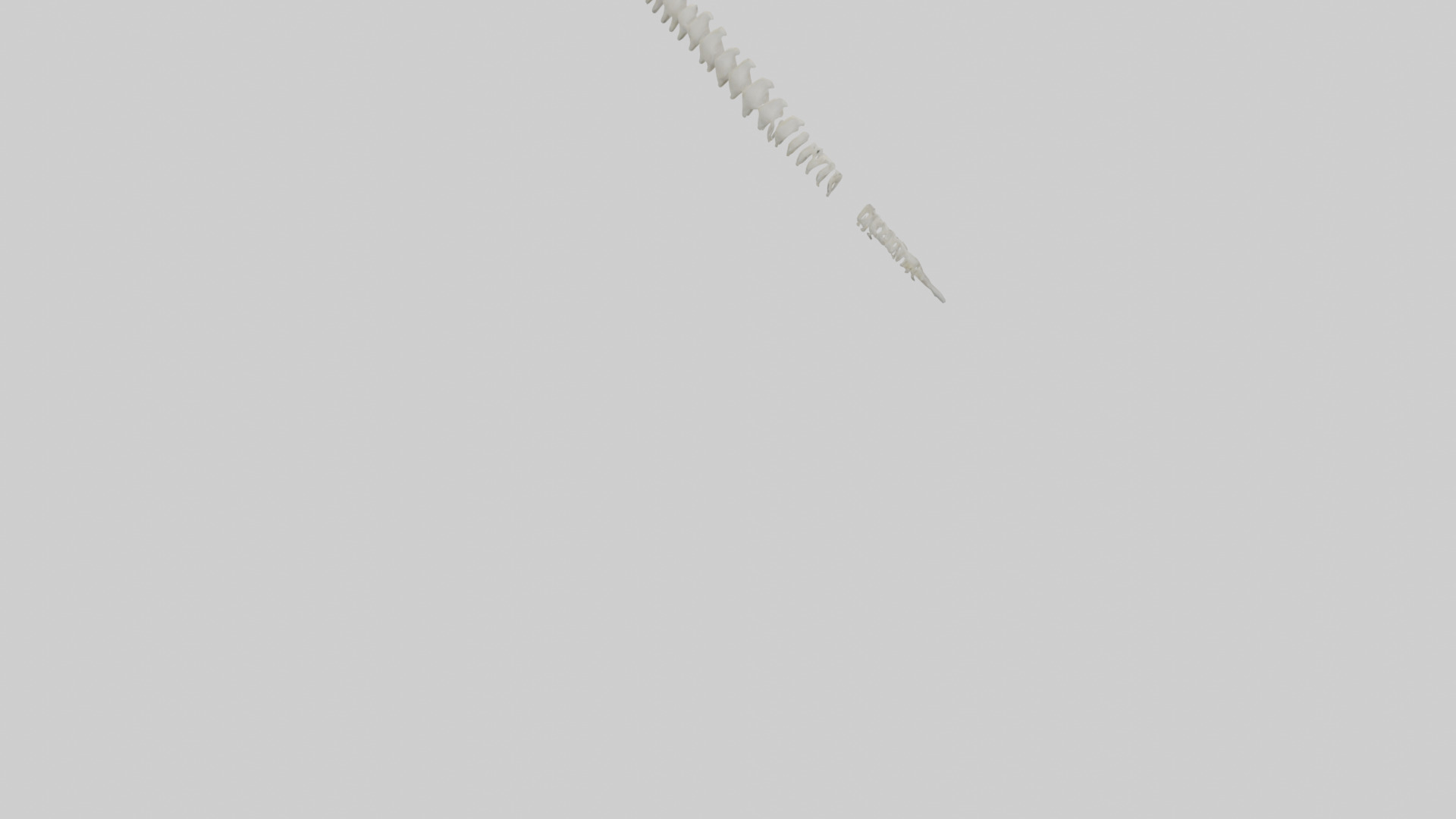 Polar Bear Spine Low-poly 3D model_5