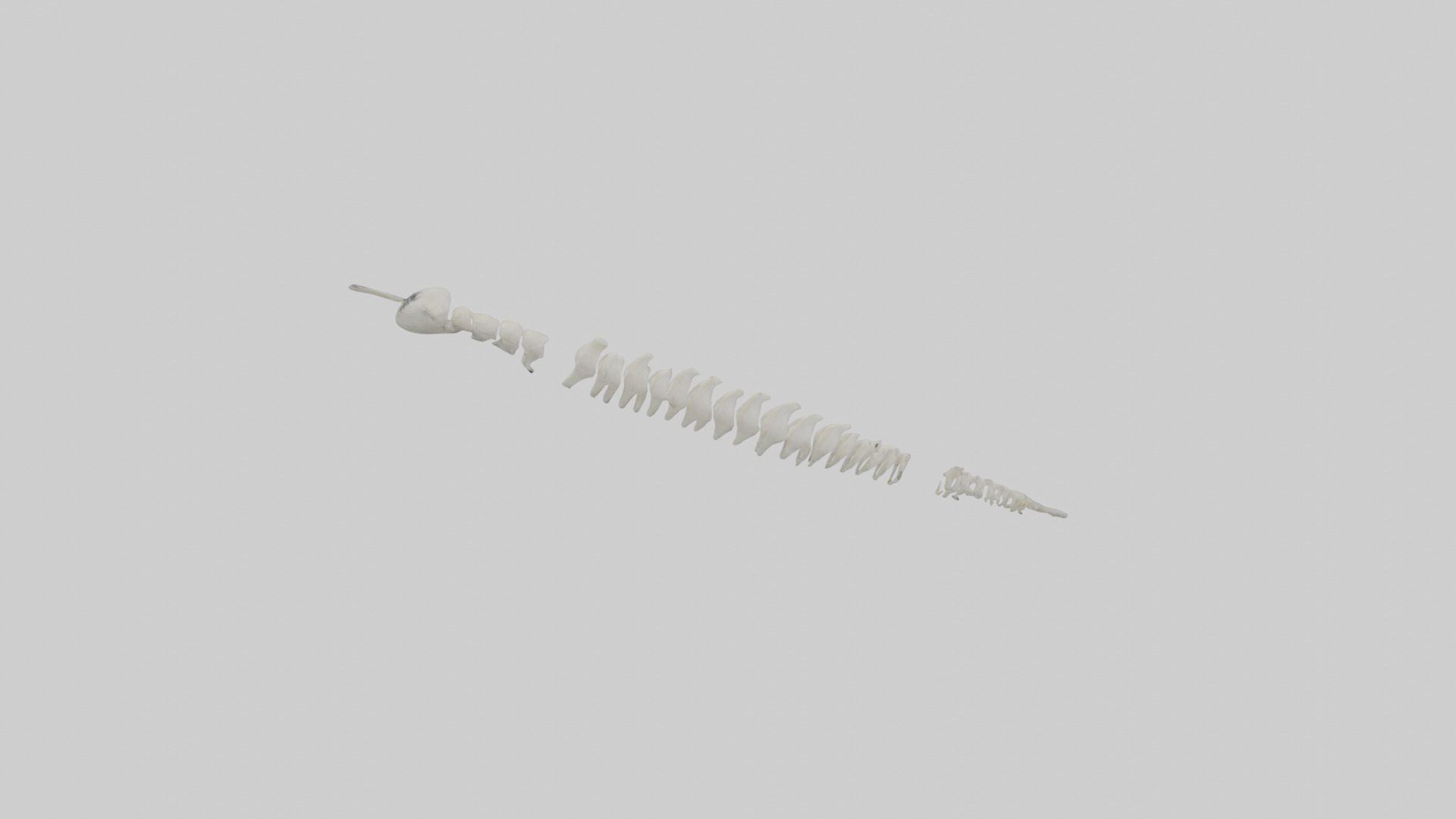 Polar Bear Spine Low-poly 3D model_17