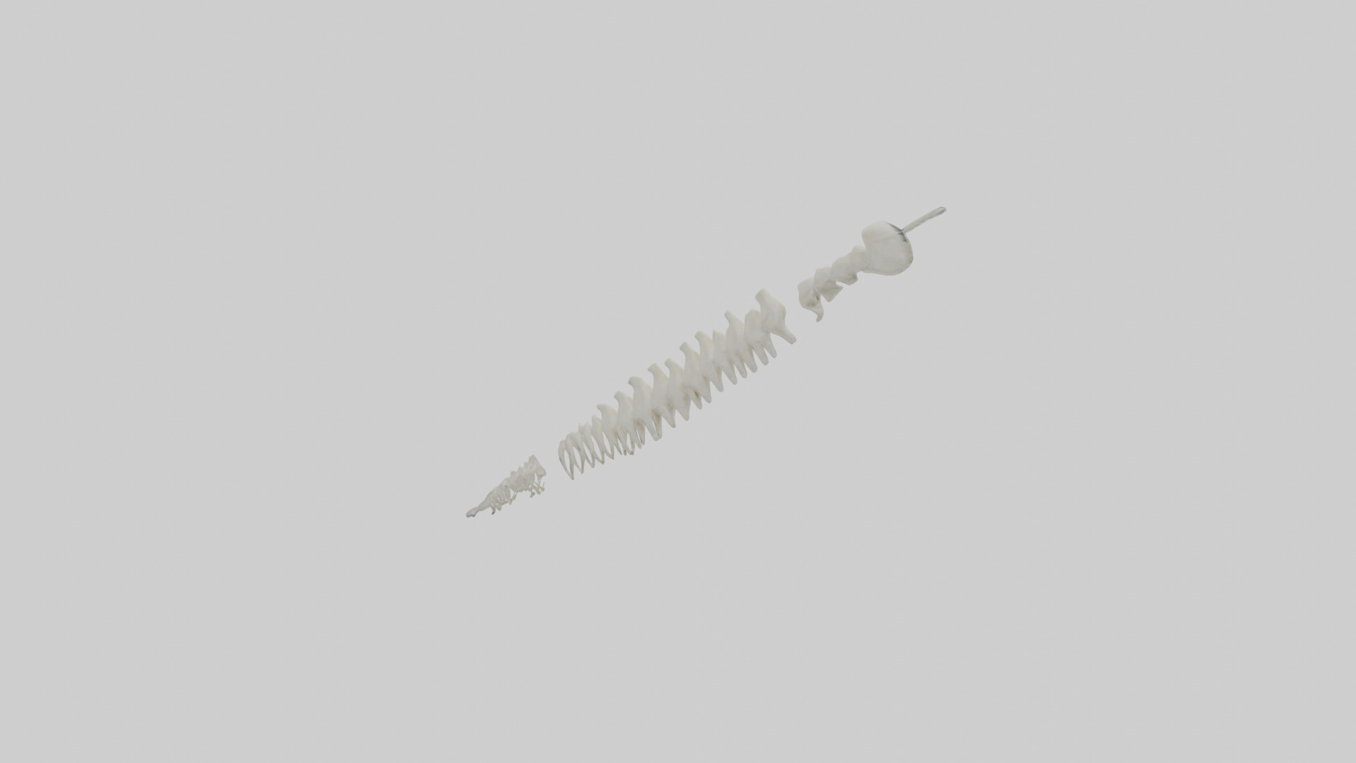 Polar Bear Spine Low-poly 3D model_11