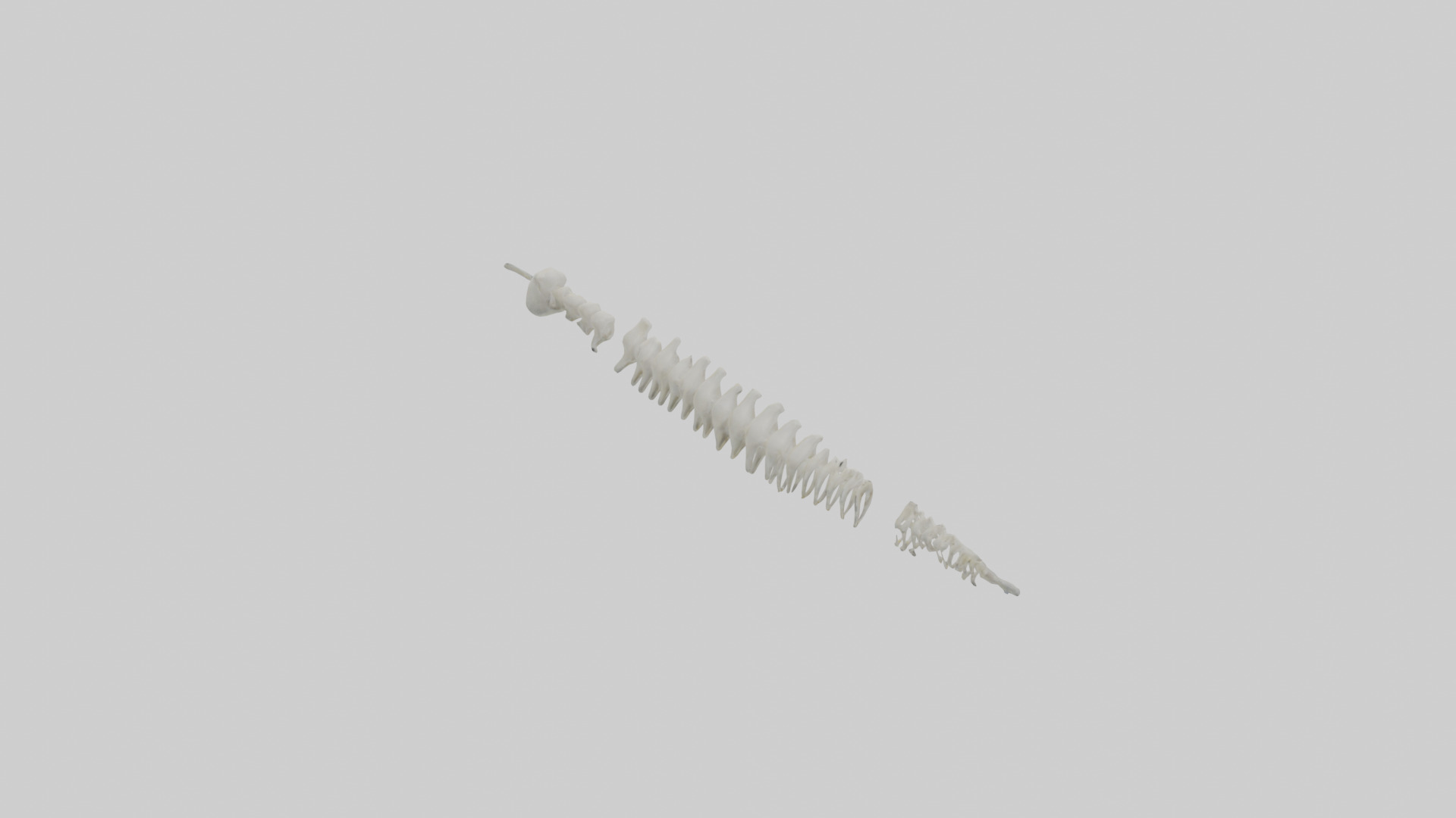 Polar Bear Spine Low-poly 3D model_3