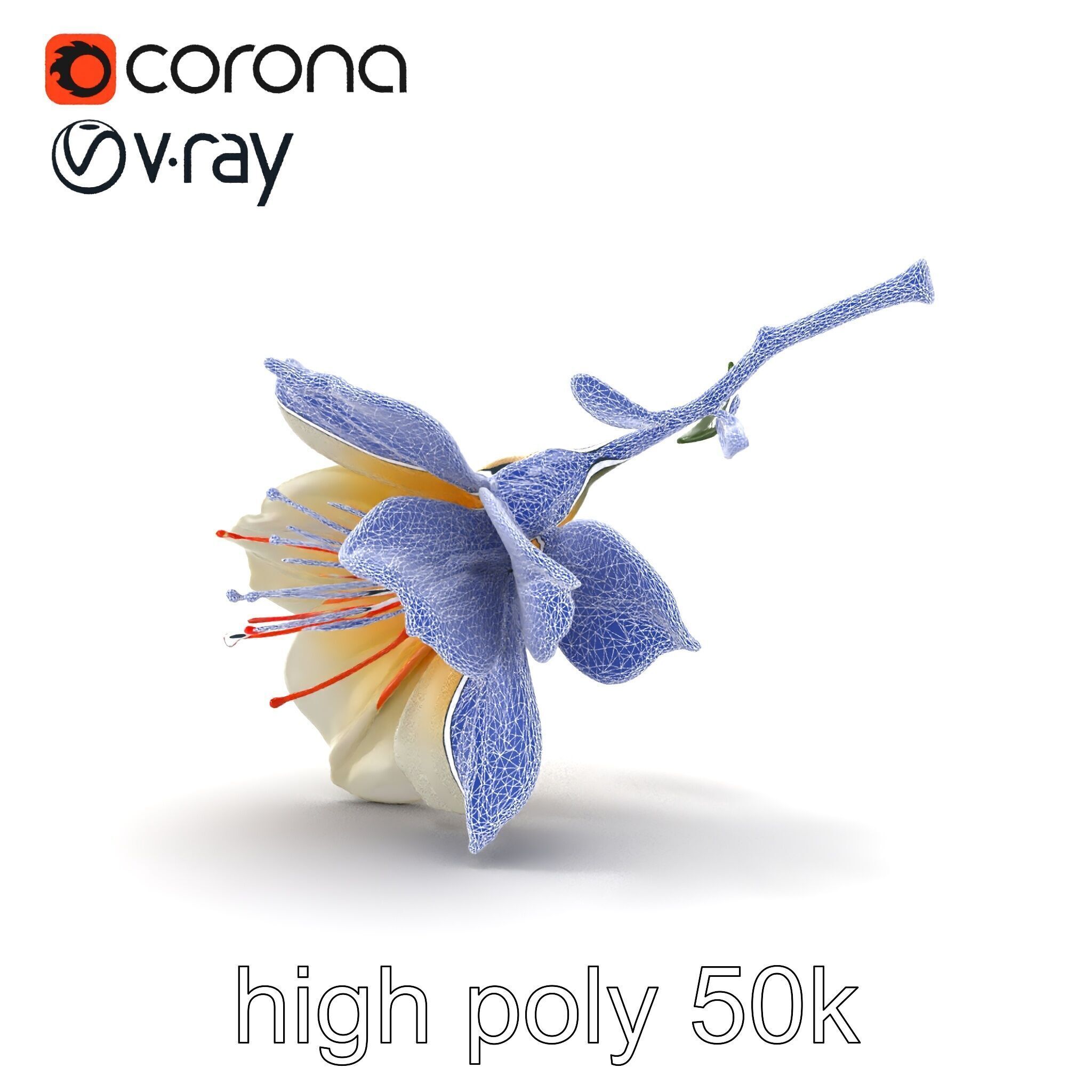 Lonicera Double Bloom Intricate Petal Detail model pack Low-poly 3D model_30