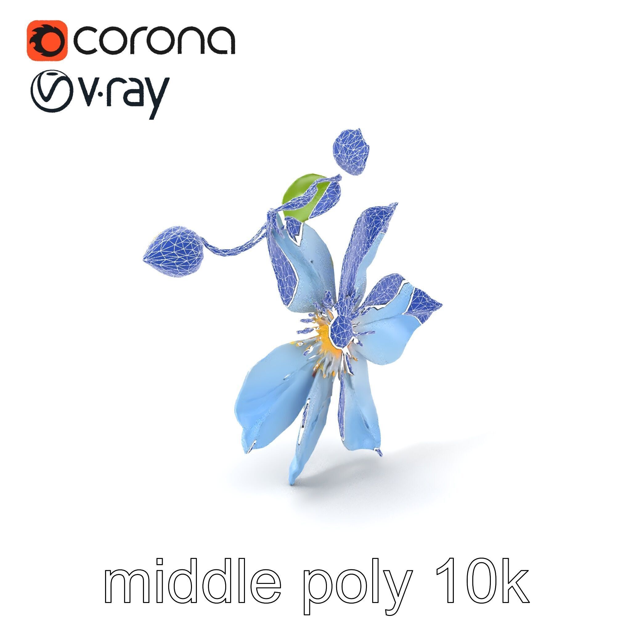 Clematis Vine Flower Model Pack Low-poly 3D model_5