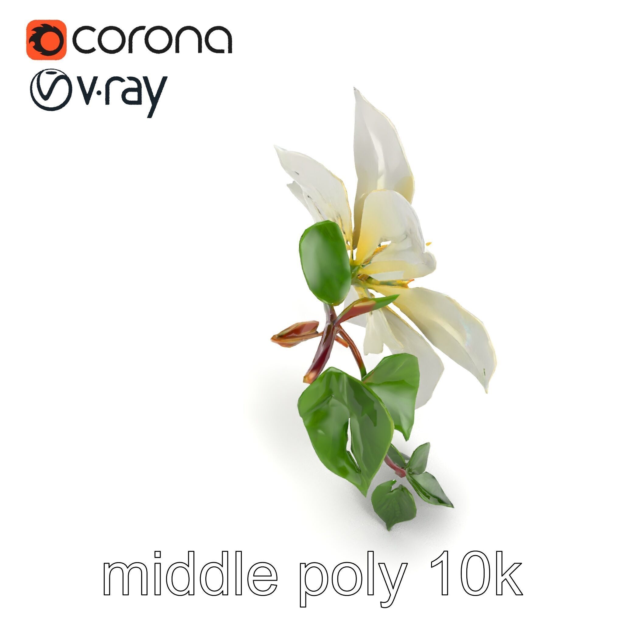 Clematis Flower Detailed Botanical Model Pack Low-poly 3D model_19