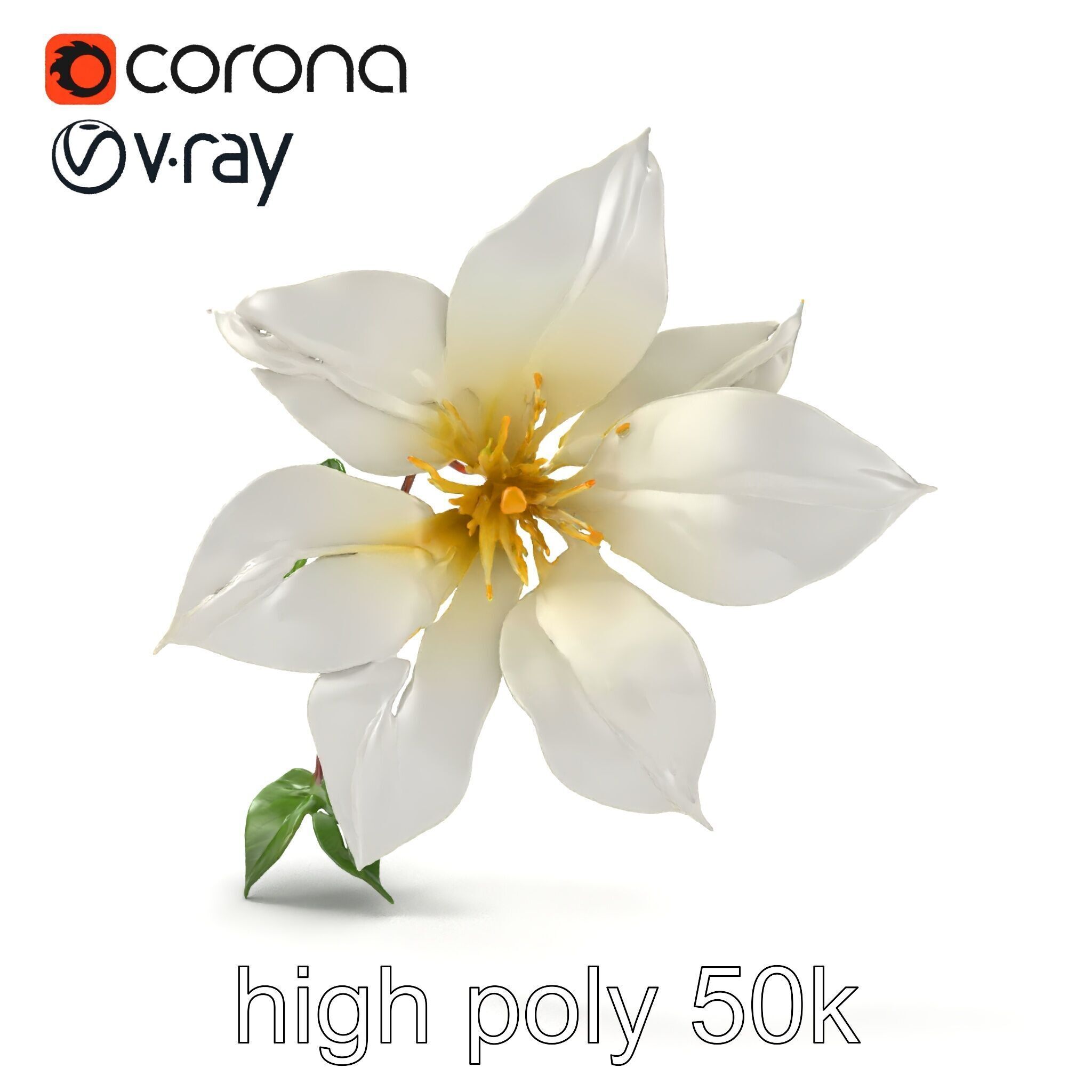 Clematis Flower Detailed Botanical Model Pack Low-poly 3D model_21