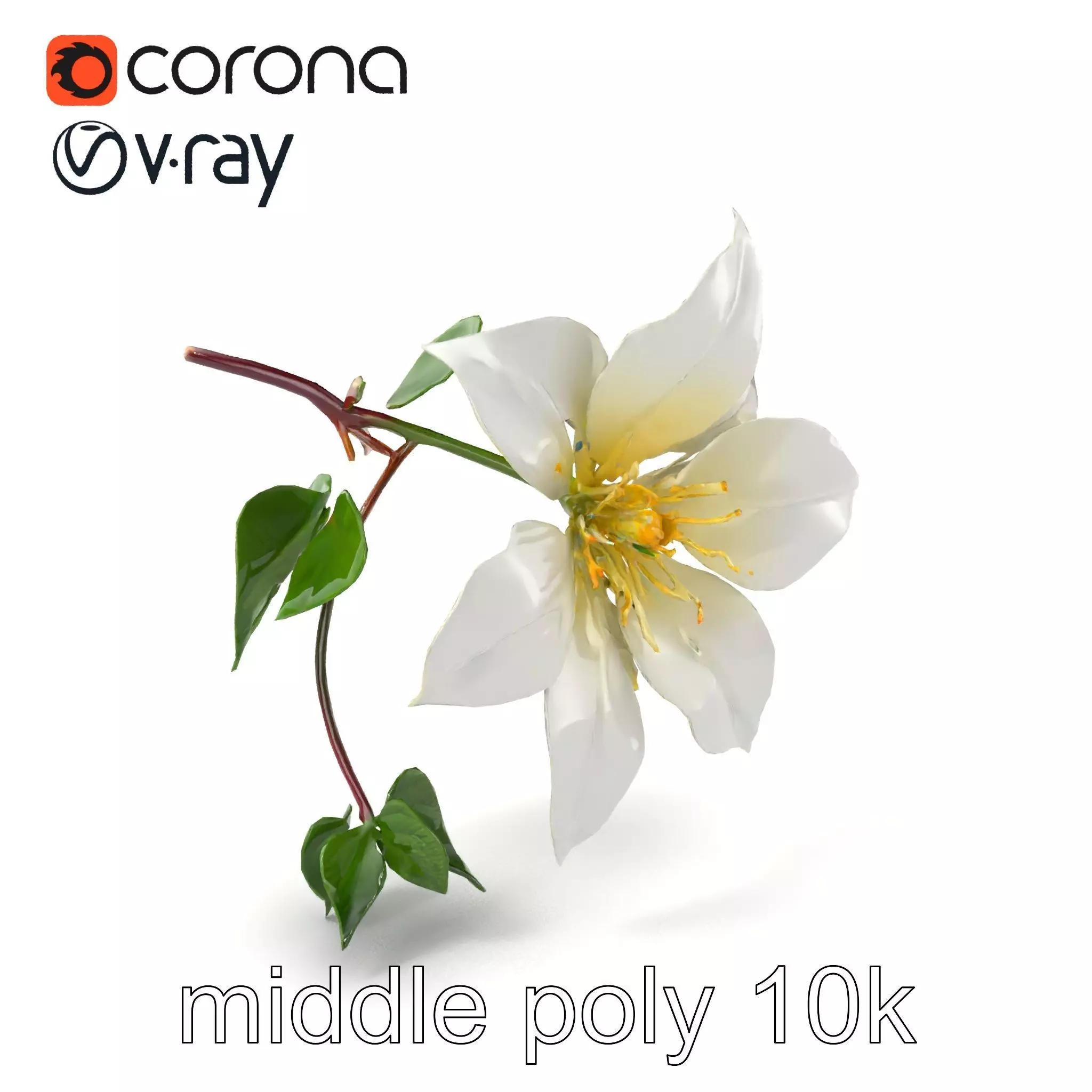 Clematis Flower Detailed Botanical Model Pack Low-poly 3D model_0