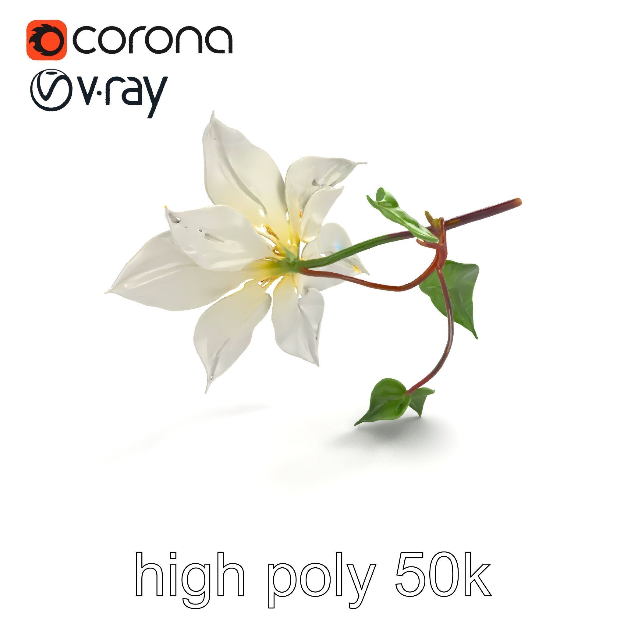 Clematis Flower Detailed Botanical Model Pack Low-poly 3D model_27