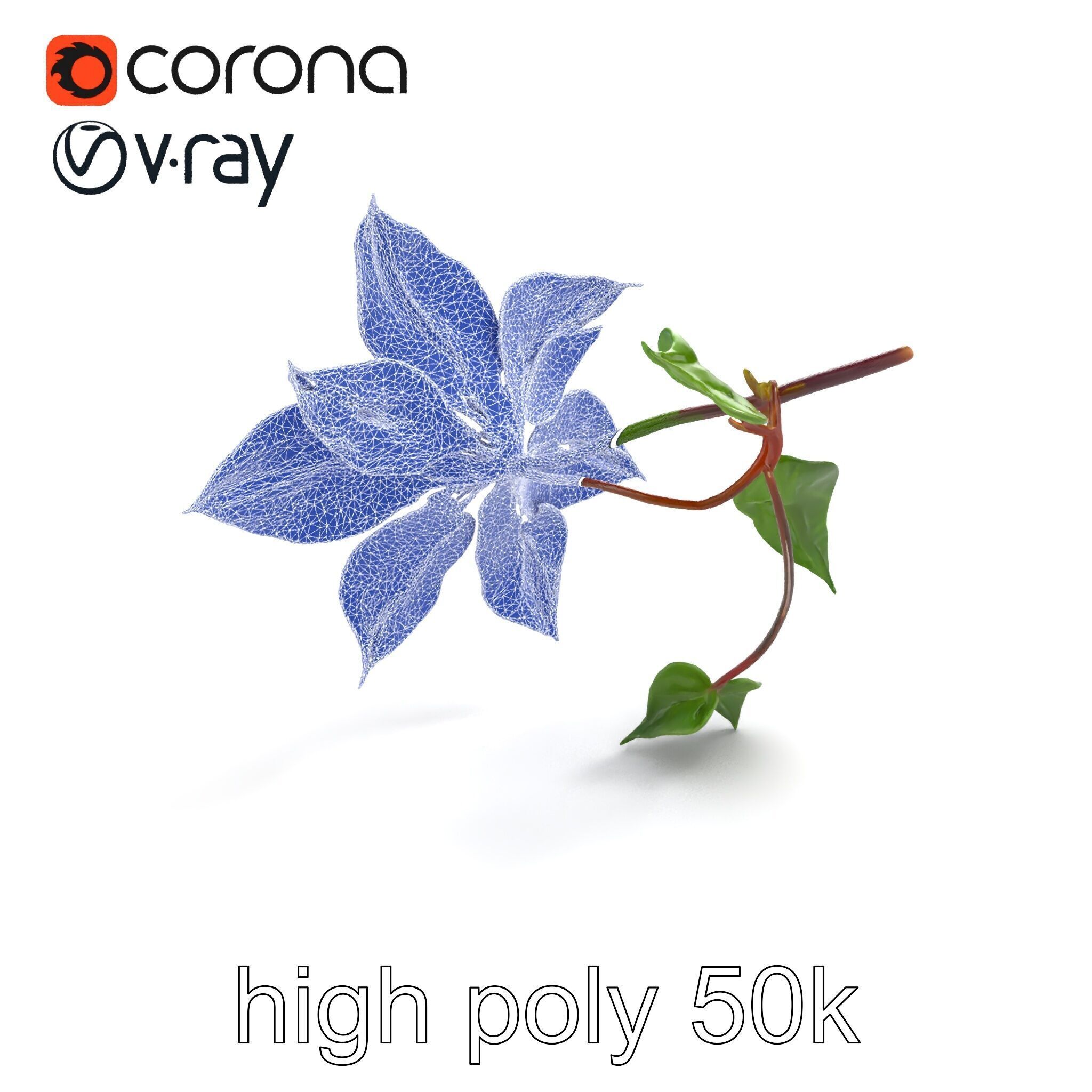 Clematis Flower Detailed Botanical Model Pack Low-poly 3D model_26