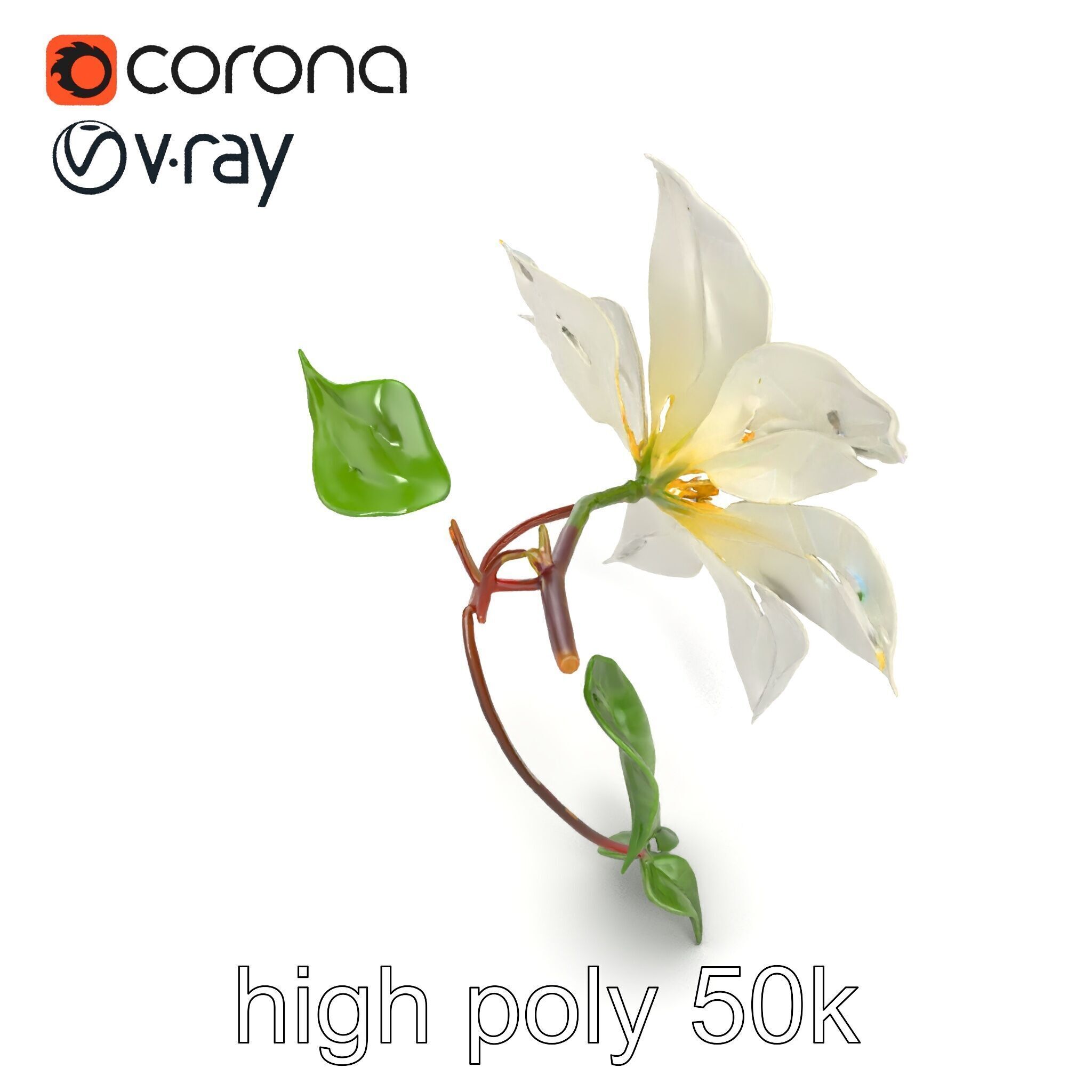 Clematis Flower Detailed Botanical Model Pack Low-poly 3D model_20