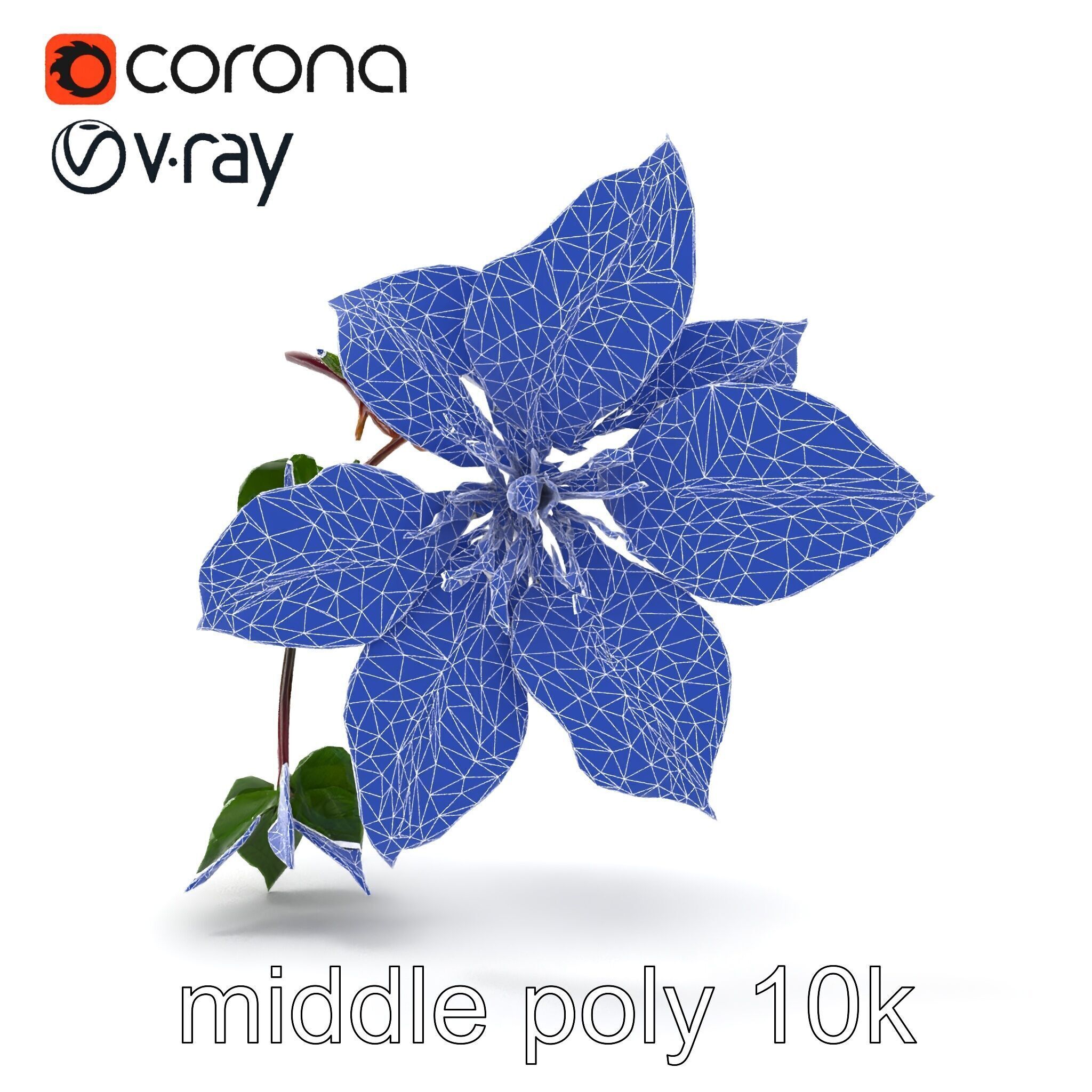 Clematis Flower Detailed Botanical Model Pack Low-poly 3D model_28