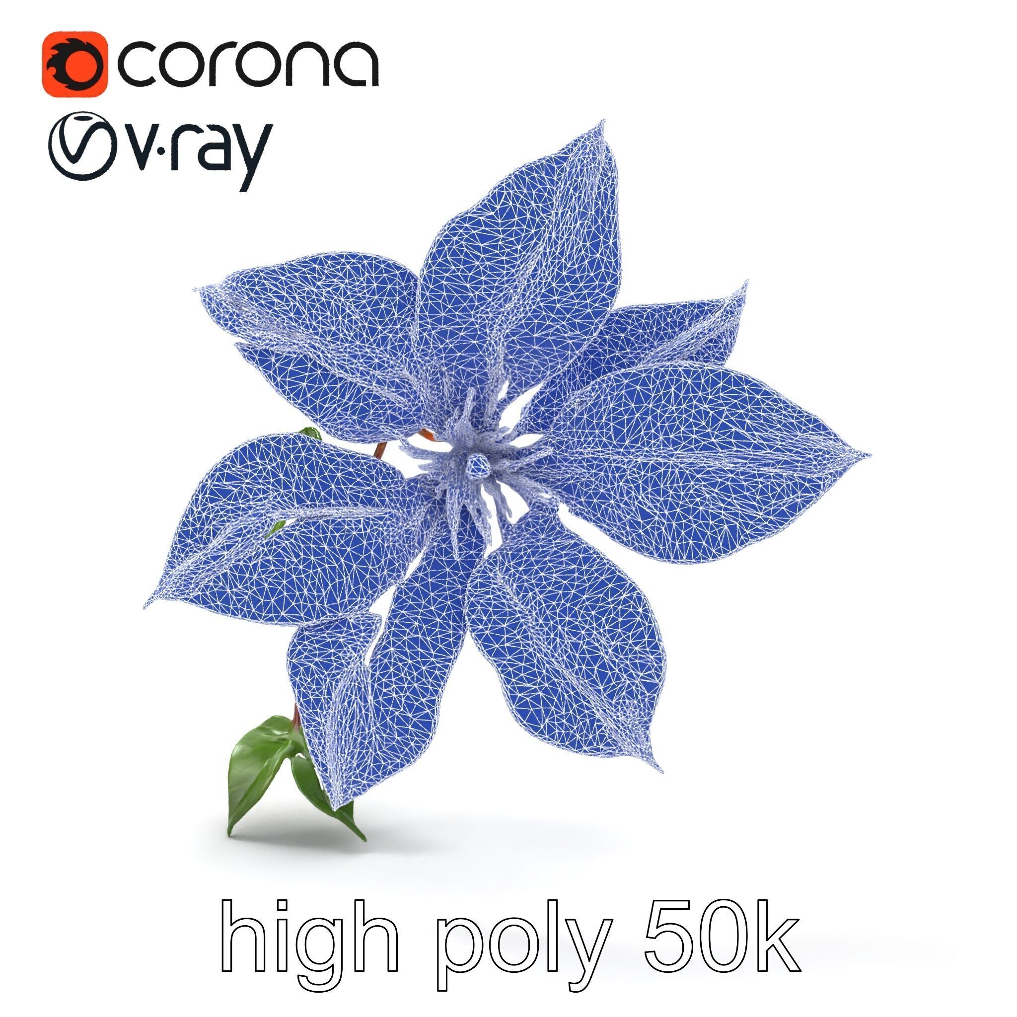 Clematis Flower Detailed Botanical Model Pack Low-poly 3D model_22