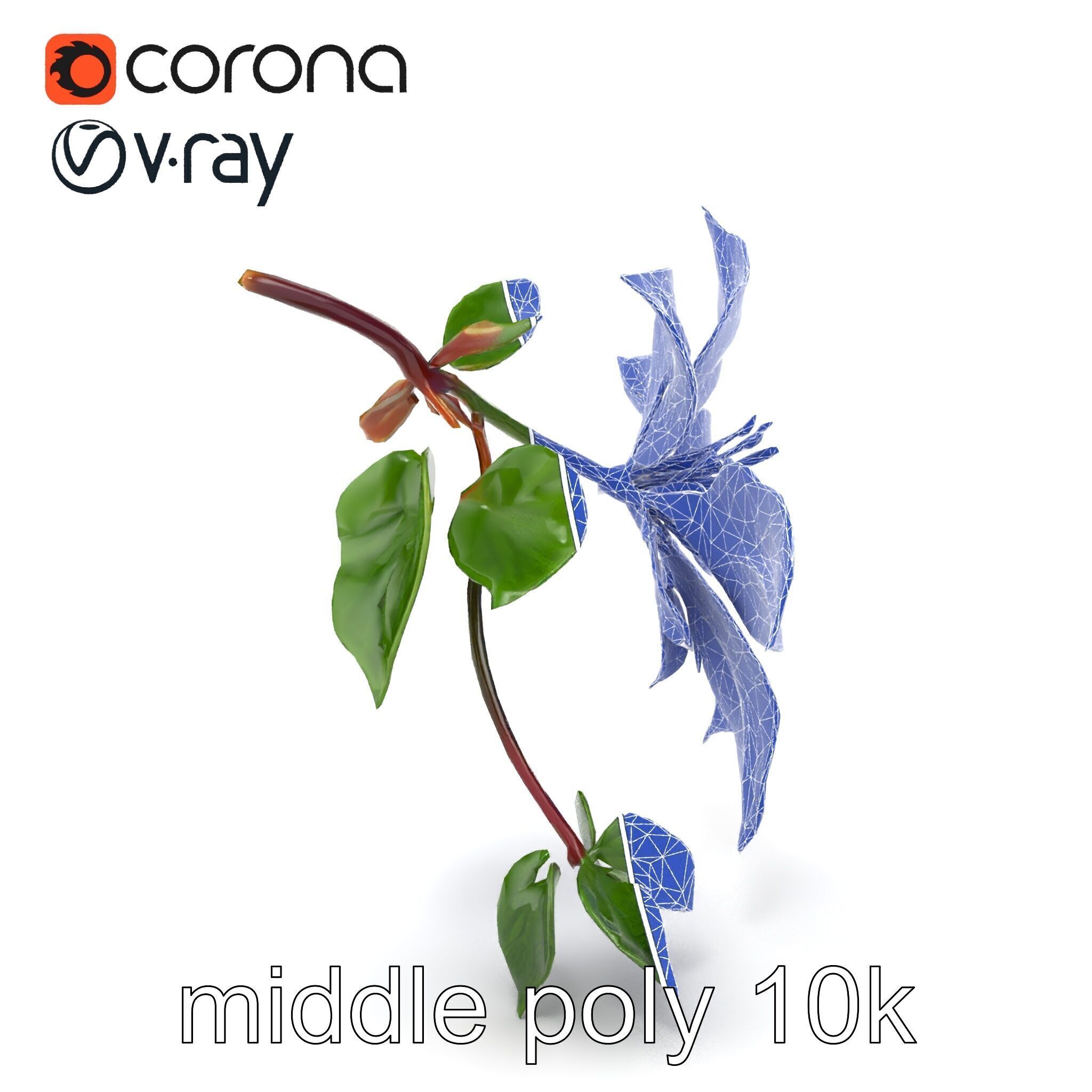 Clematis Flower Detailed Botanical Model Pack Low-poly 3D model_24