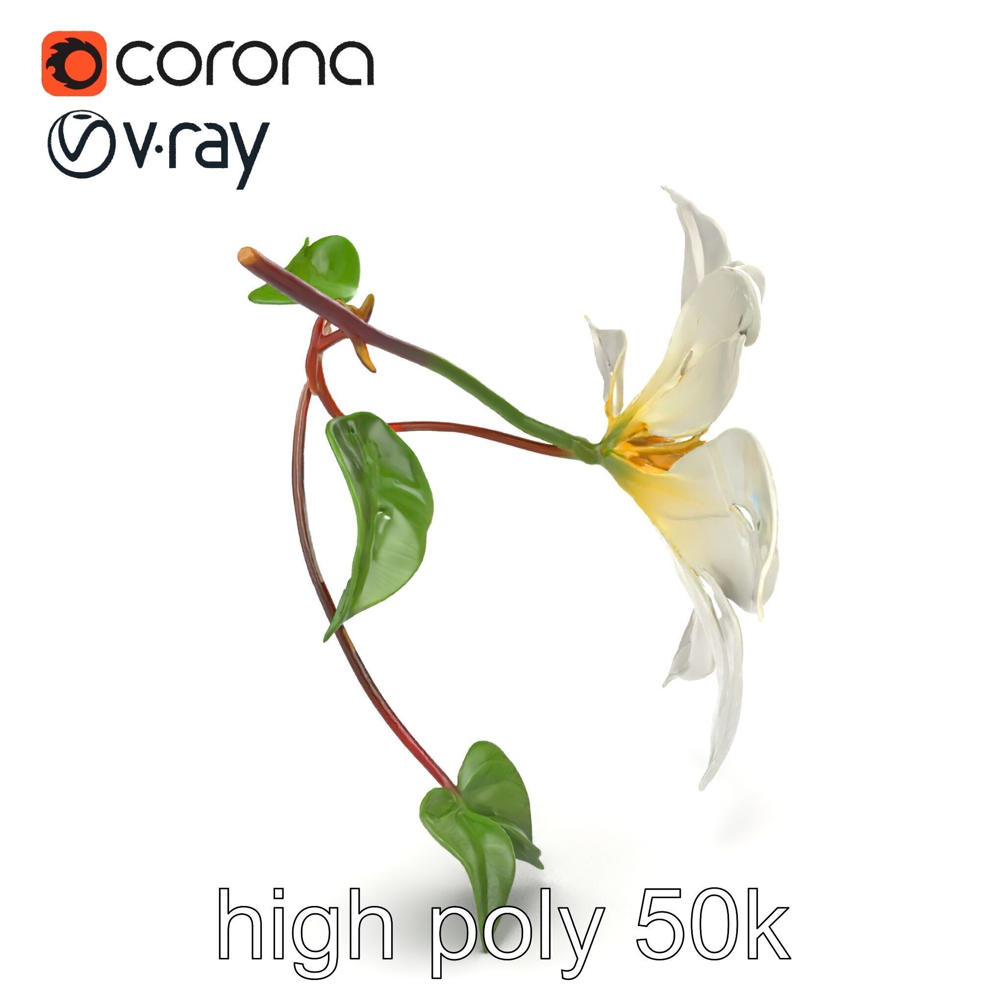 Clematis Flower Detailed Botanical Model Pack Low-poly 3D model_11