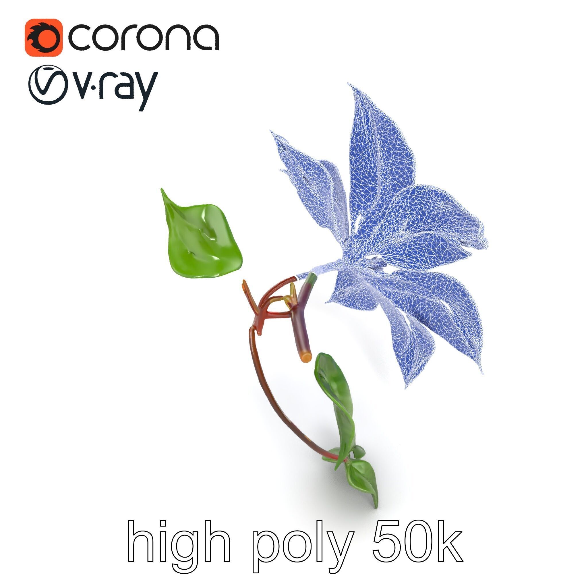Clematis Flower Detailed Botanical Model Pack Low-poly 3D model_18