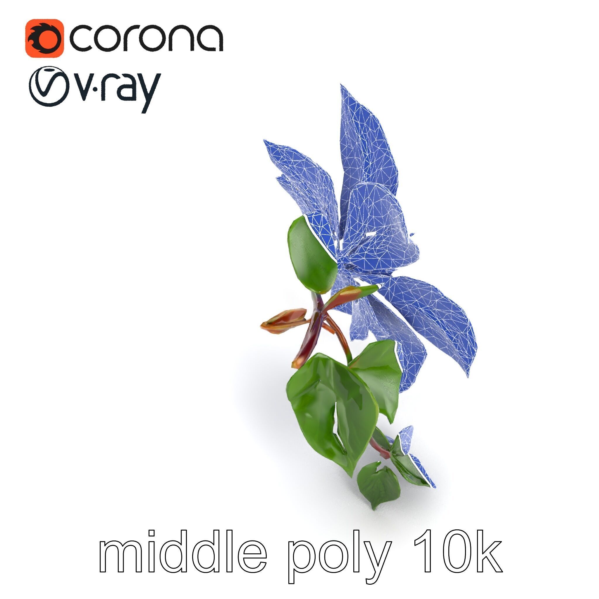 Clematis Flower Detailed Botanical Model Pack Low-poly 3D model_14