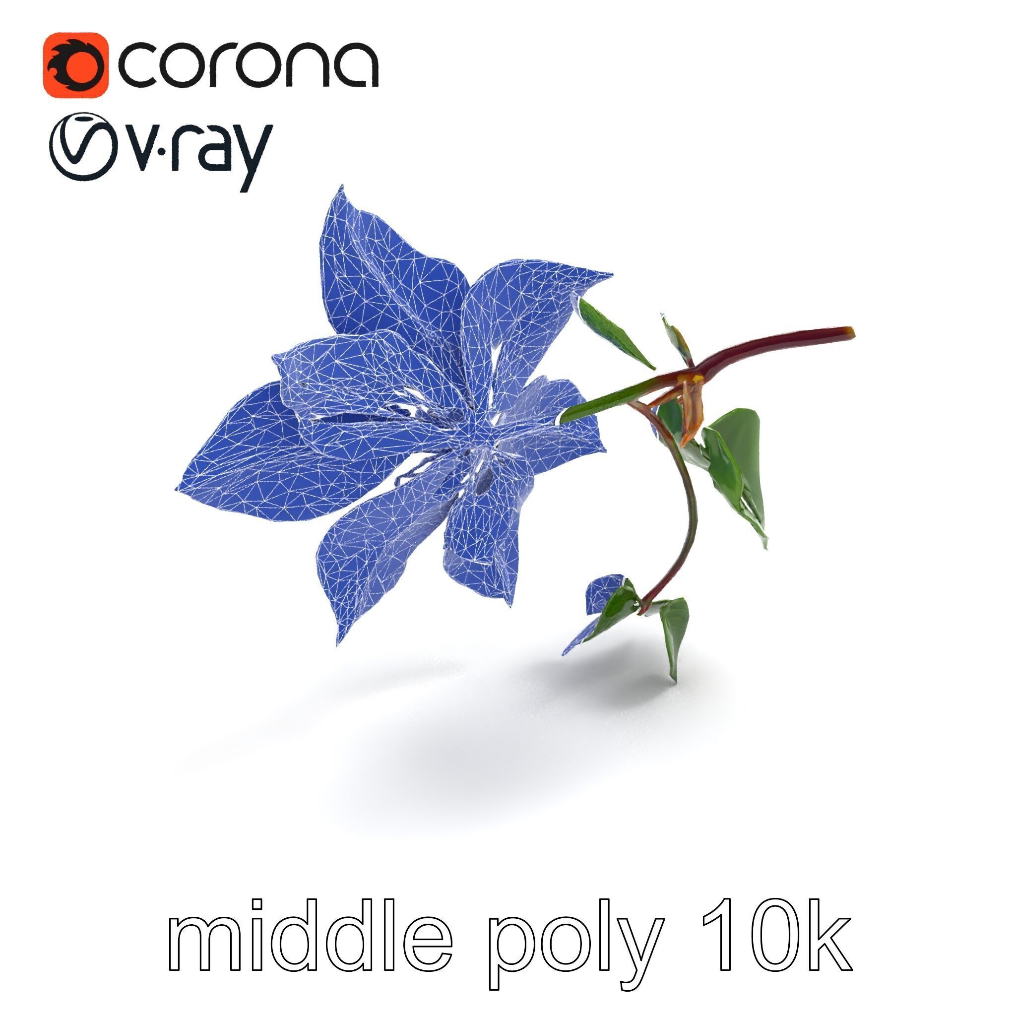 Clematis Flower Detailed Botanical Model Pack Low-poly 3D model_25