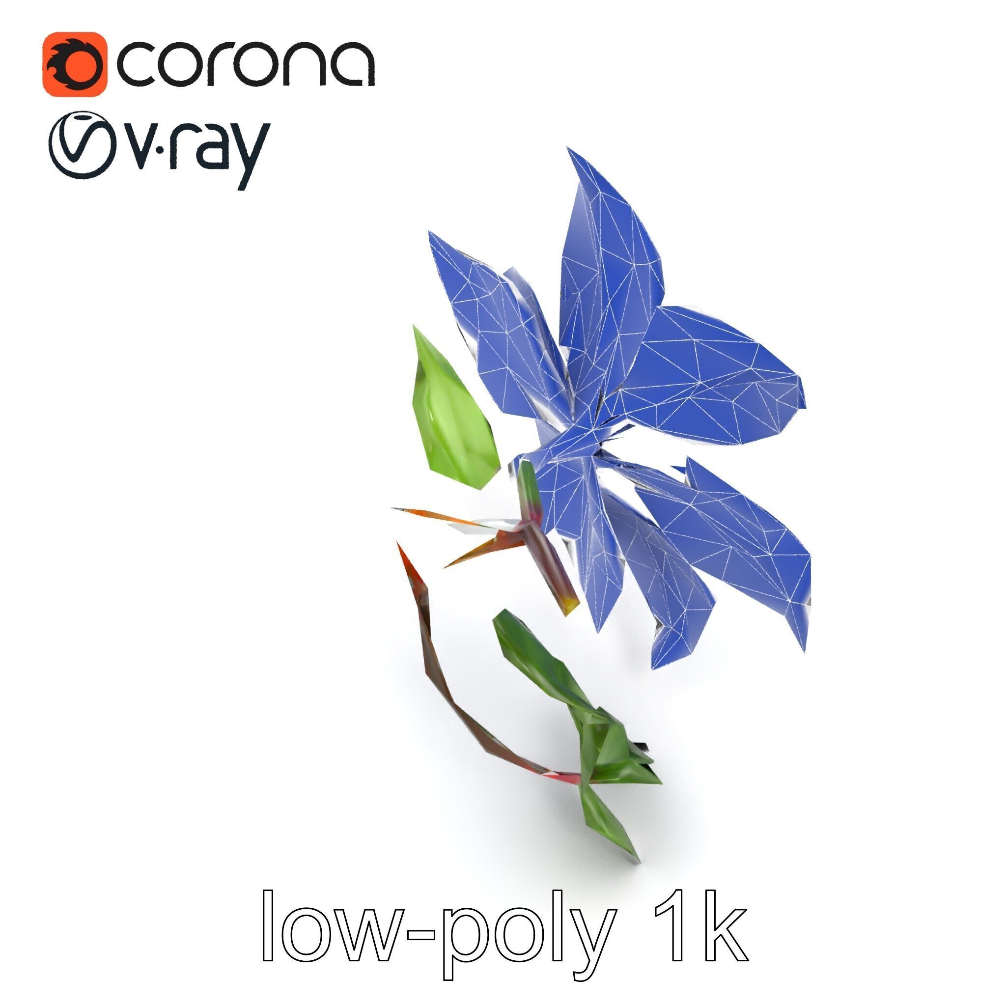 Clematis Flower Detailed Botanical Model Pack Low-poly 3D model_16