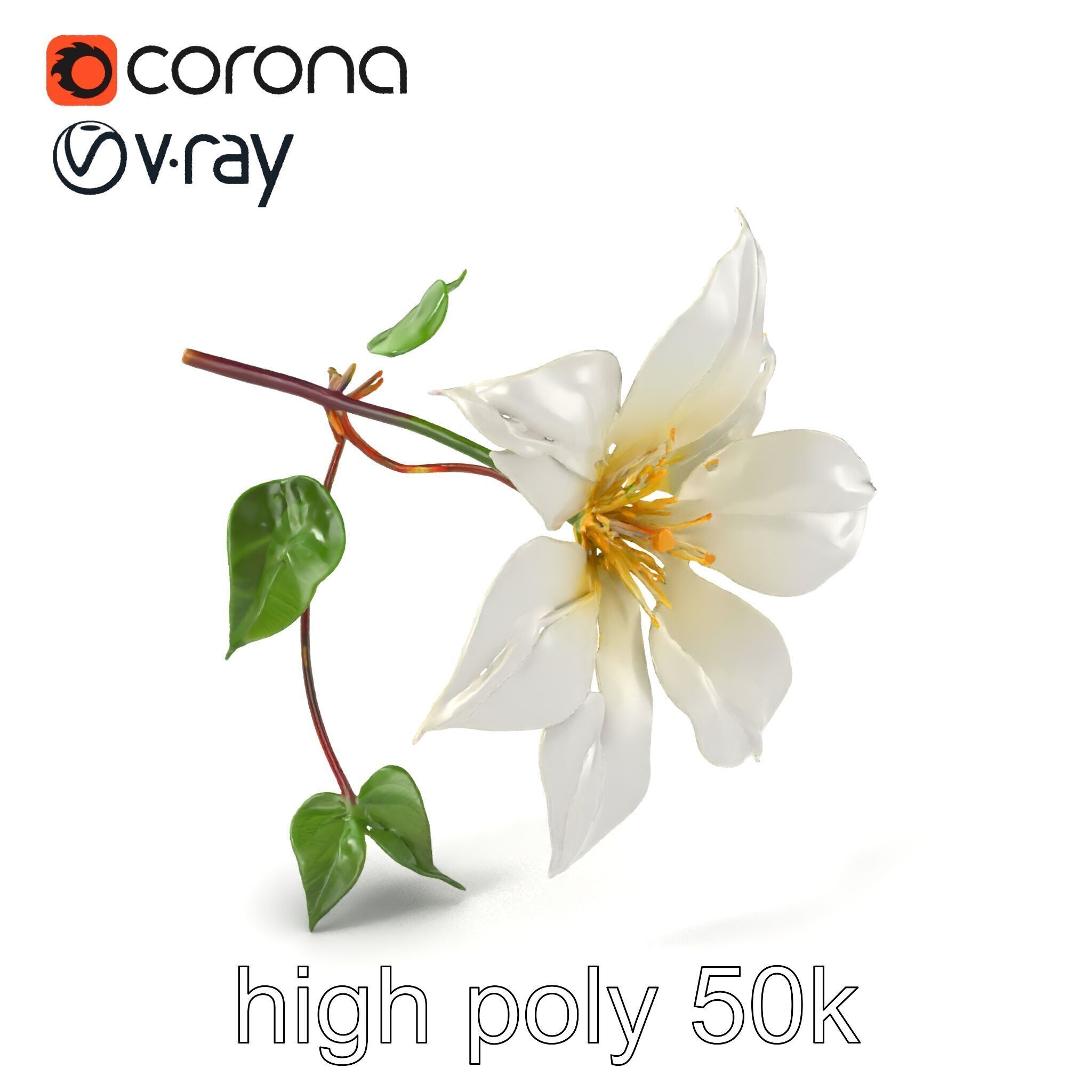 Clematis Flower Detailed Botanical Model Pack Low-poly 3D model_2