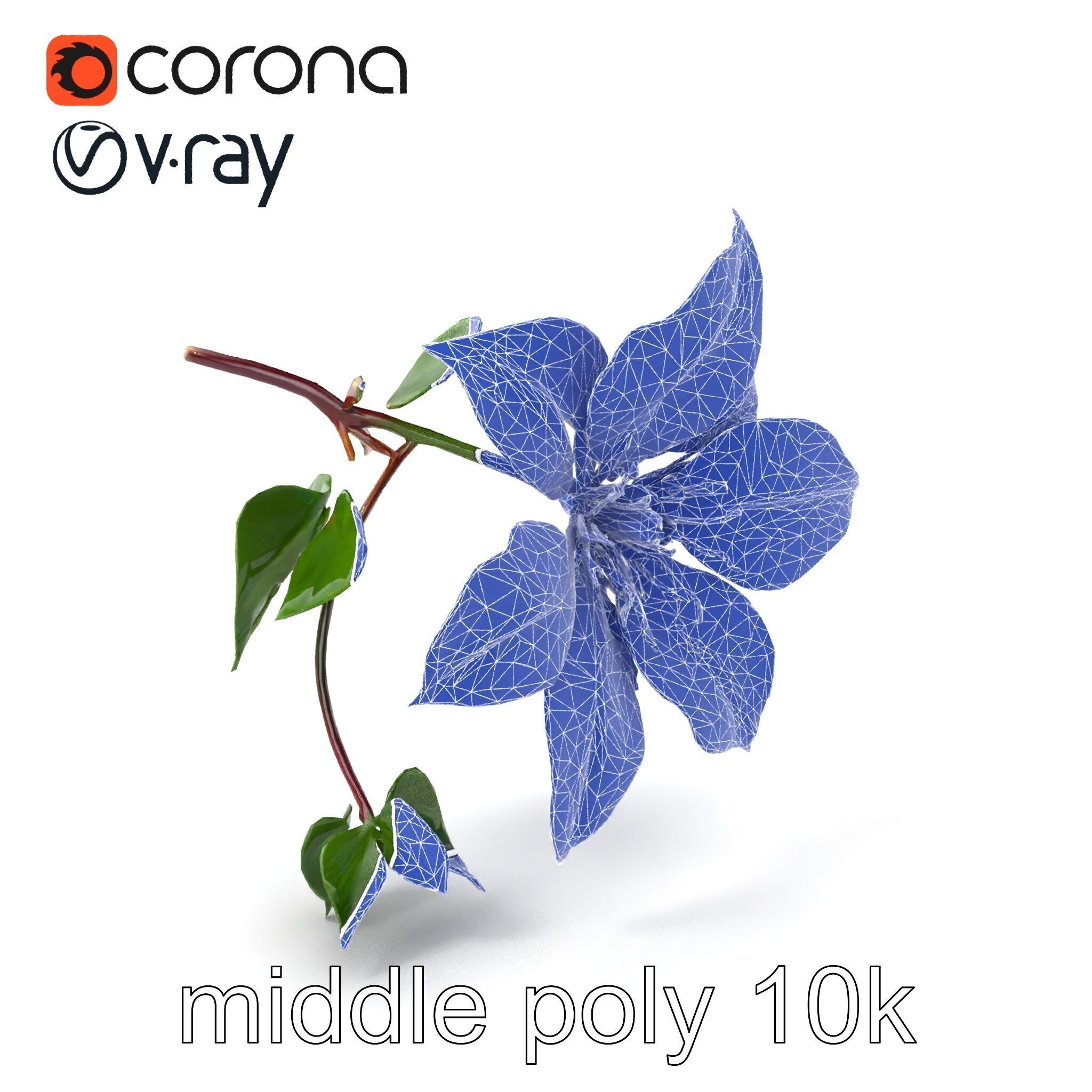 Clematis Flower Detailed Botanical Model Pack Low-poly 3D model_6