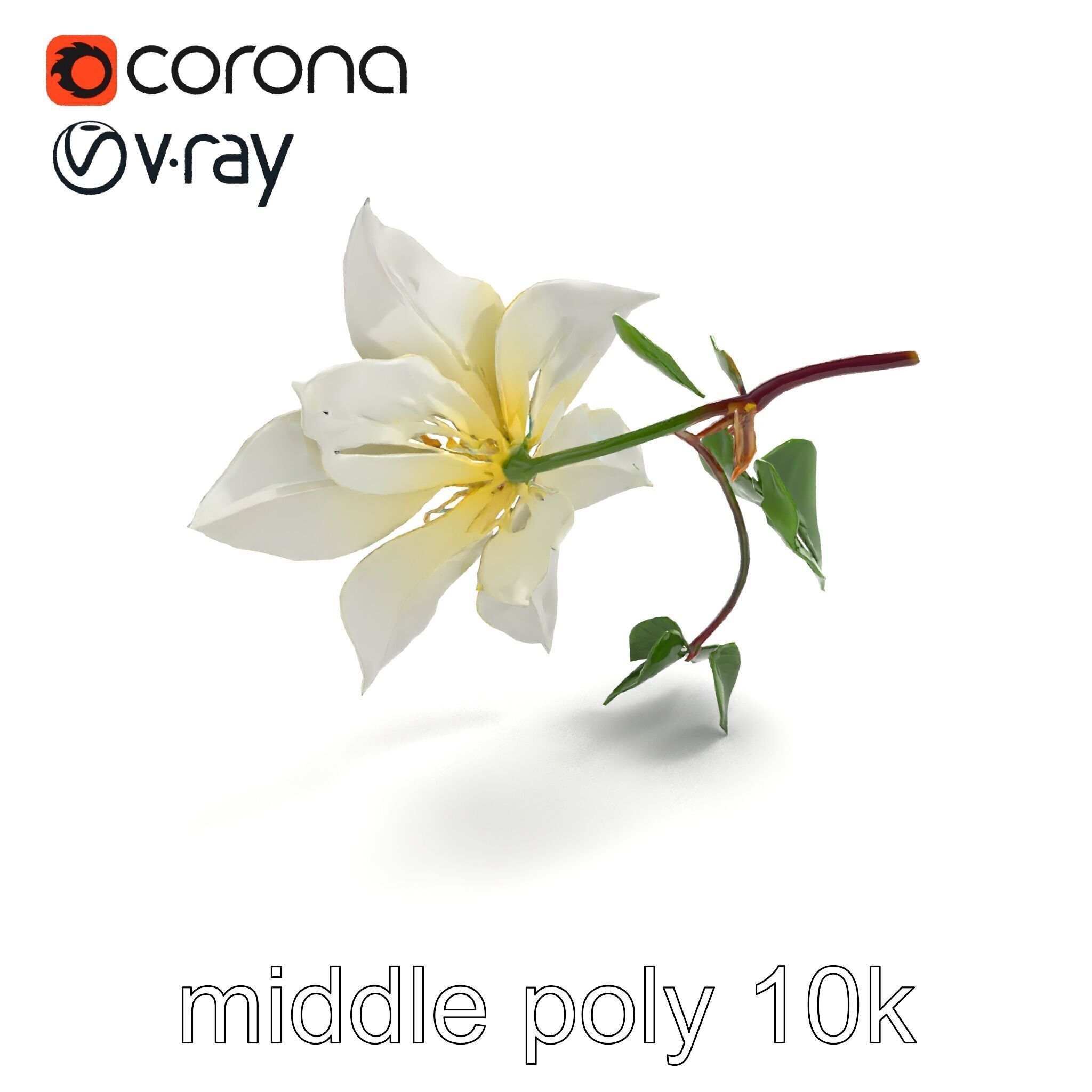 Clematis Flower Detailed Botanical Model Pack Low-poly 3D model_8