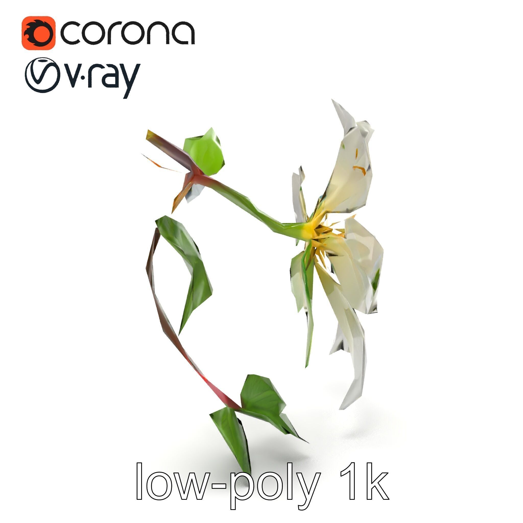 Clematis Flower Detailed Botanical Model Pack Low-poly 3D model_30