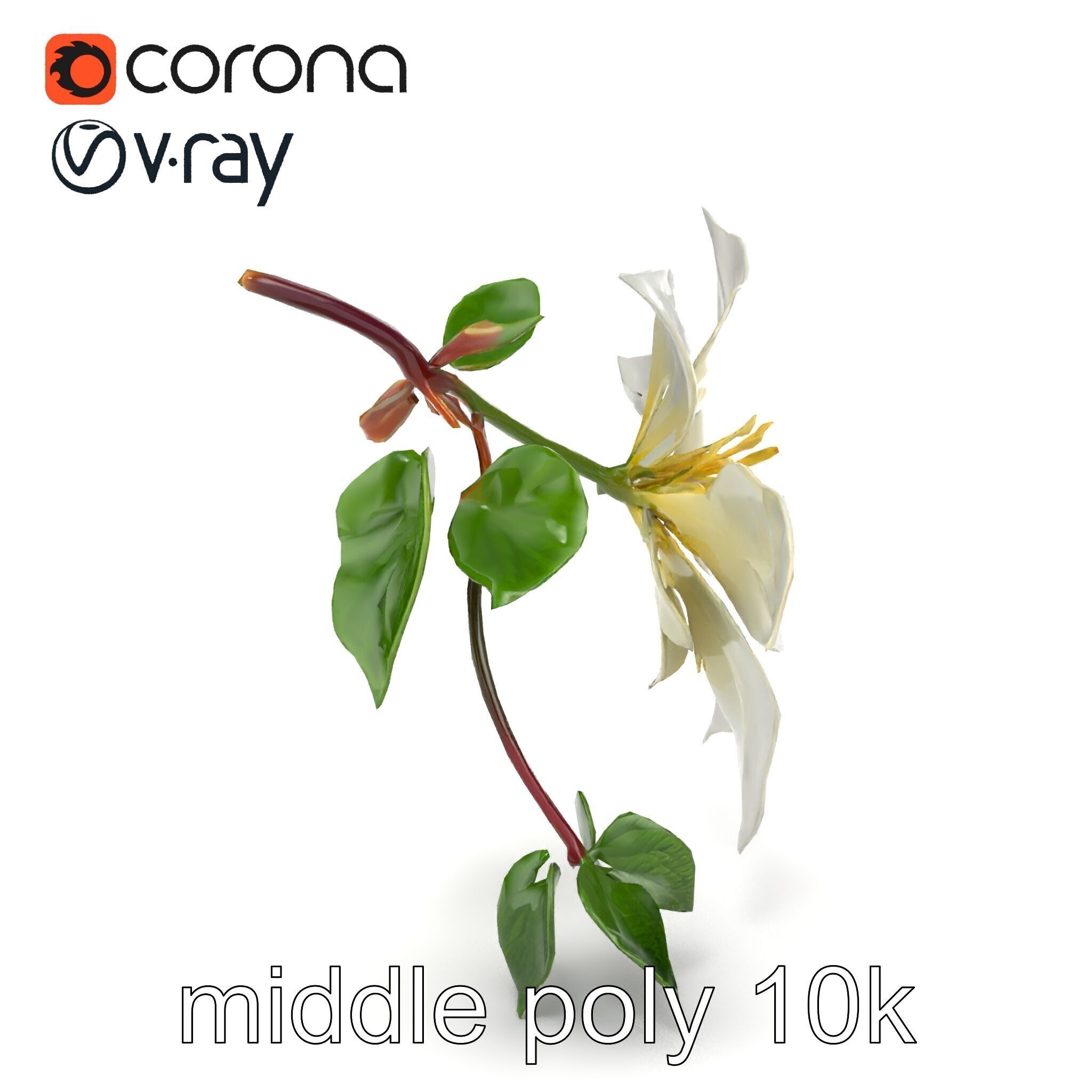 Clematis Flower Detailed Botanical Model Pack Low-poly 3D model_23