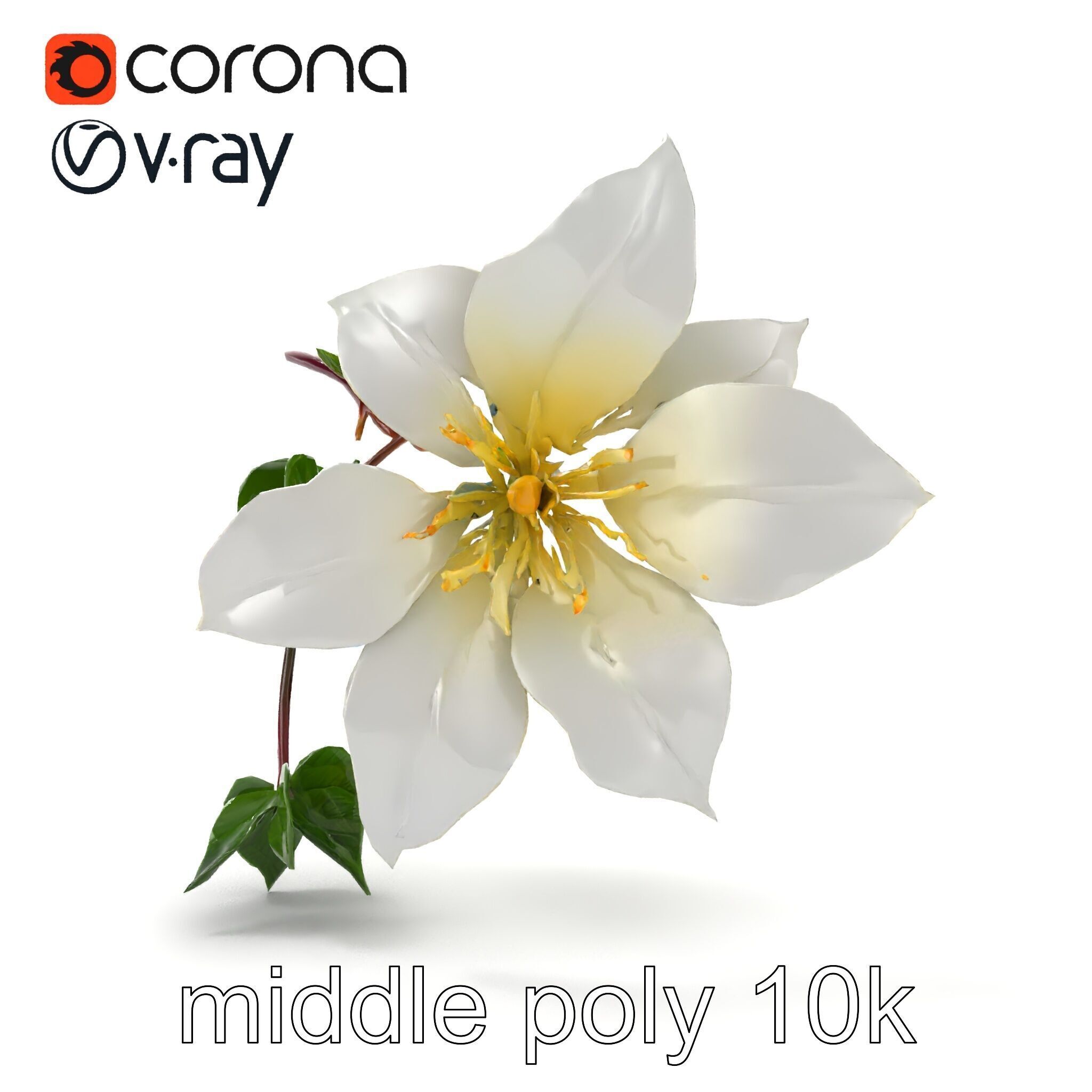 Clematis Flower Detailed Botanical Model Pack Low-poly 3D model_31