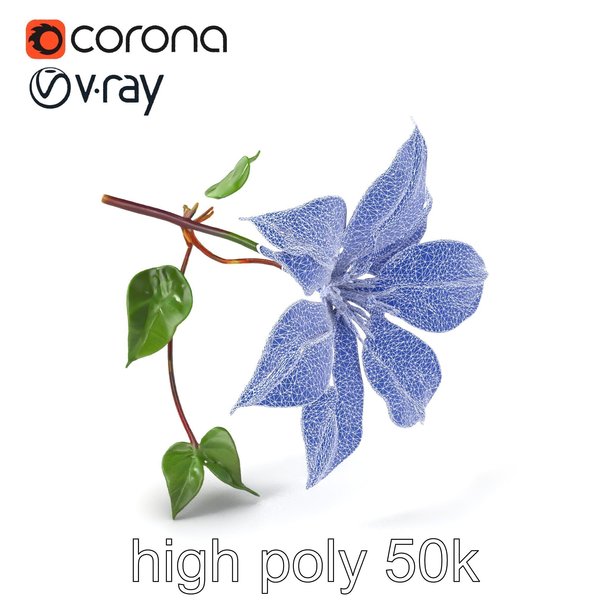 Clematis Flower Detailed Botanical Model Pack Low-poly 3D model_10