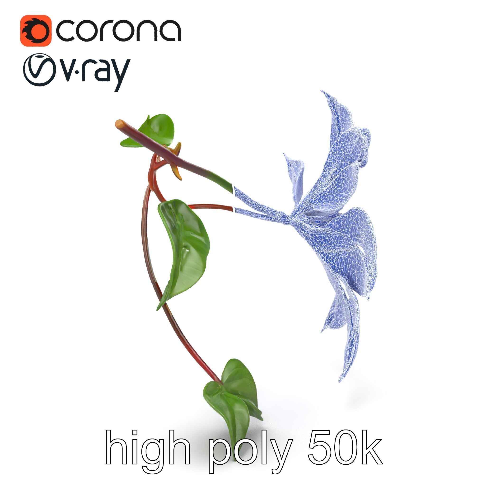 Clematis Flower Detailed Botanical Model Pack Low-poly 3D model_29