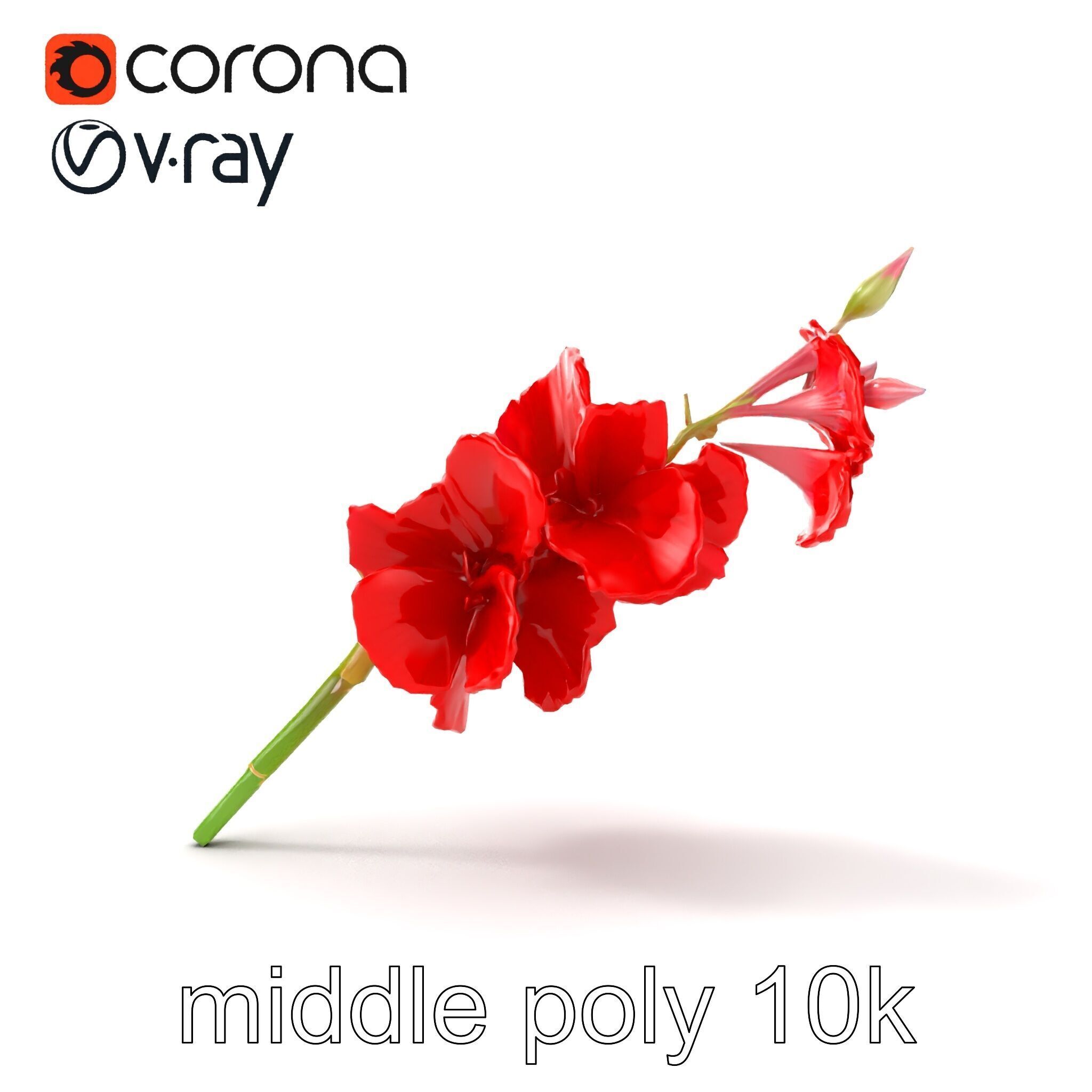 Gladiolus Red Bloom model pack Low-poly 3D model_26