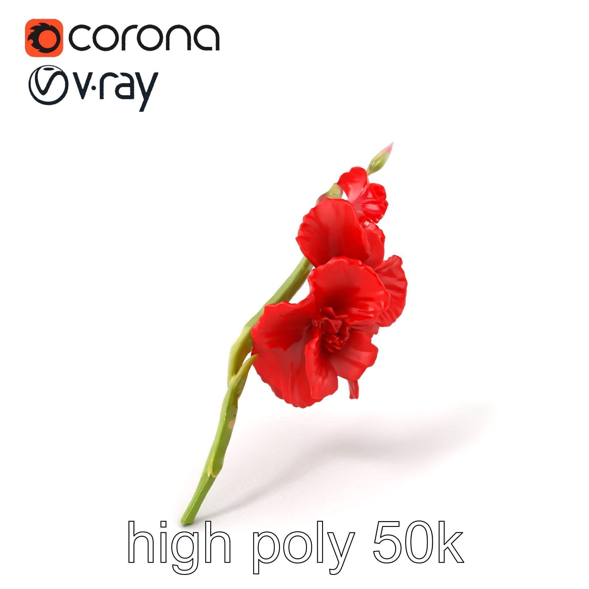 Gladiolus Red Bloom model pack Low-poly 3D model_2