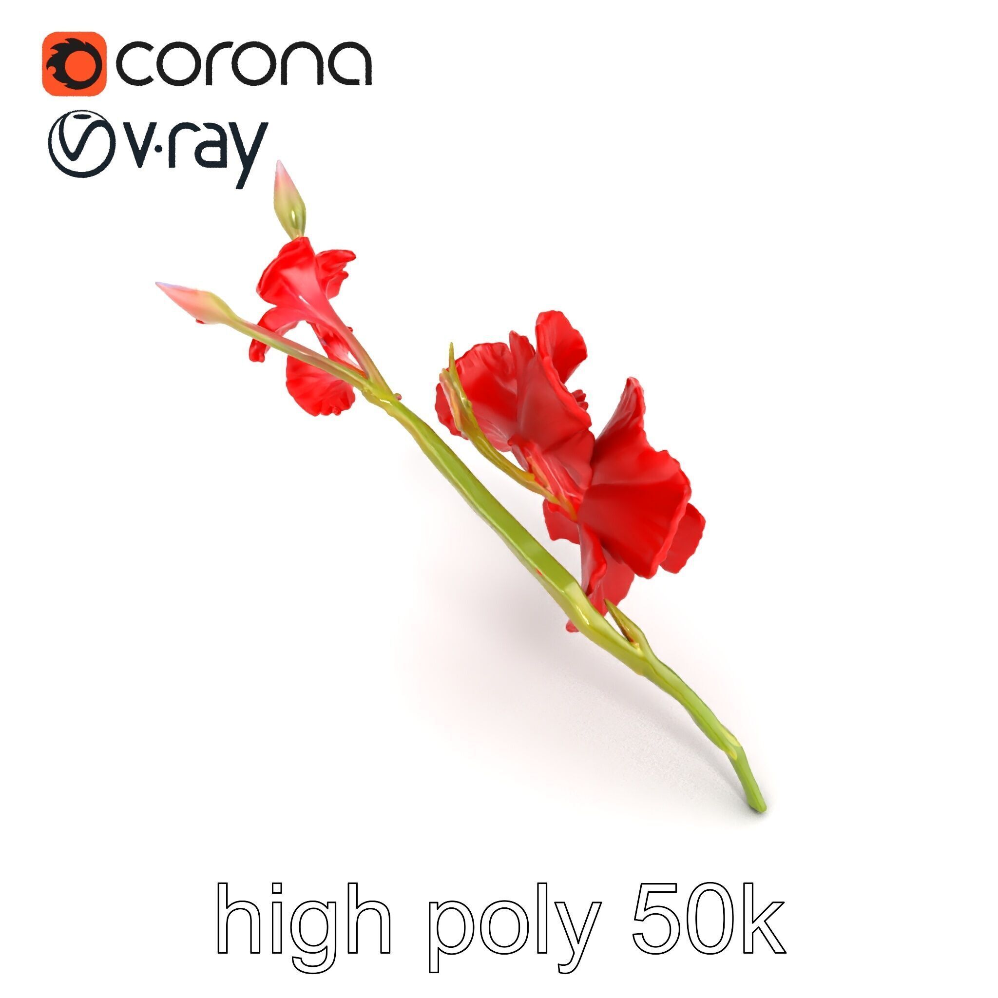 Gladiolus Red Bloom model pack Low-poly 3D model_25