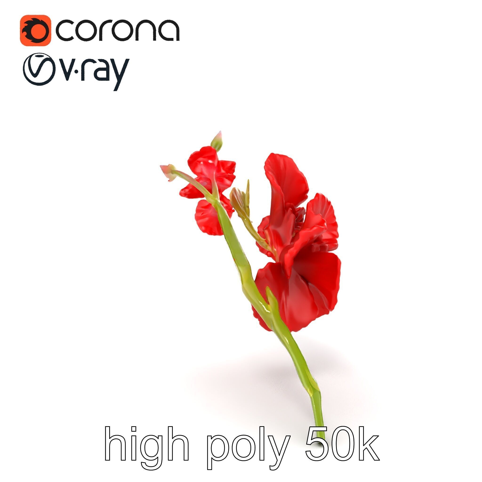 Gladiolus Red Bloom model pack Low-poly 3D model_15