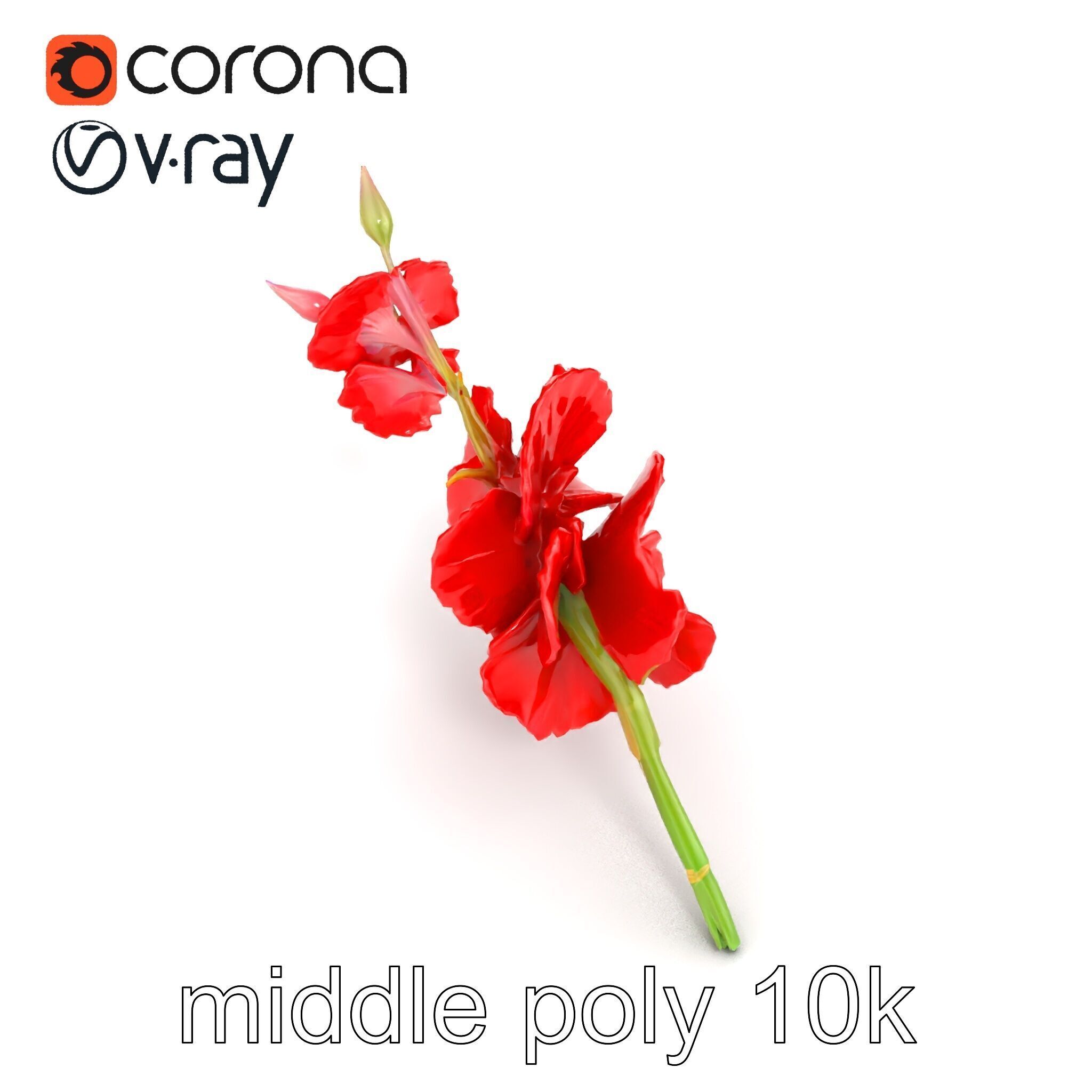 Gladiolus Red Bloom model pack Low-poly 3D model_24