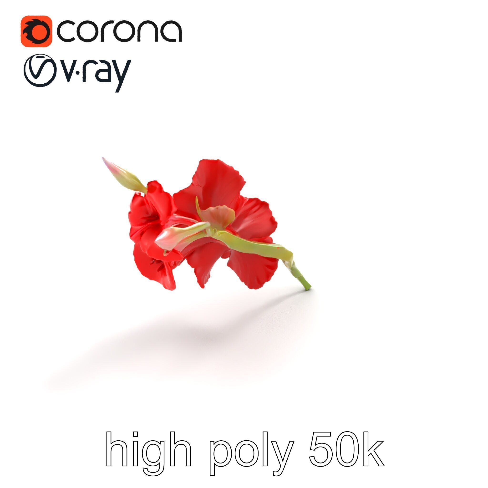 Gladiolus Red Bloom model pack Low-poly 3D model_13