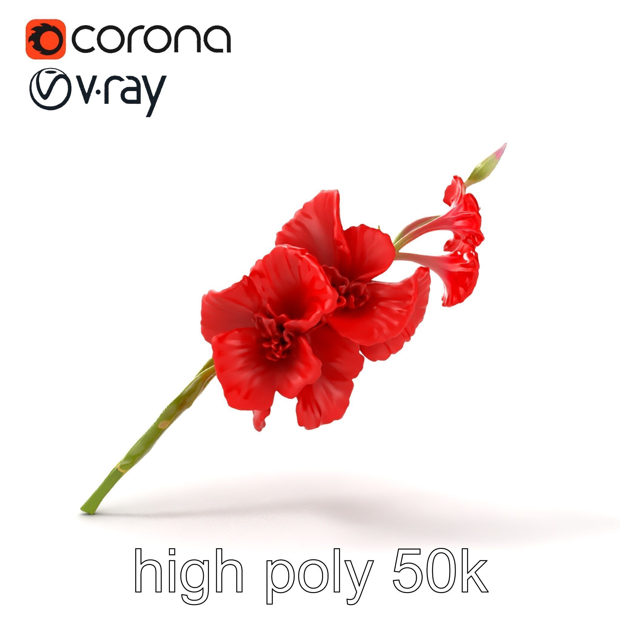 Gladiolus Red Bloom model pack Low-poly 3D model_16