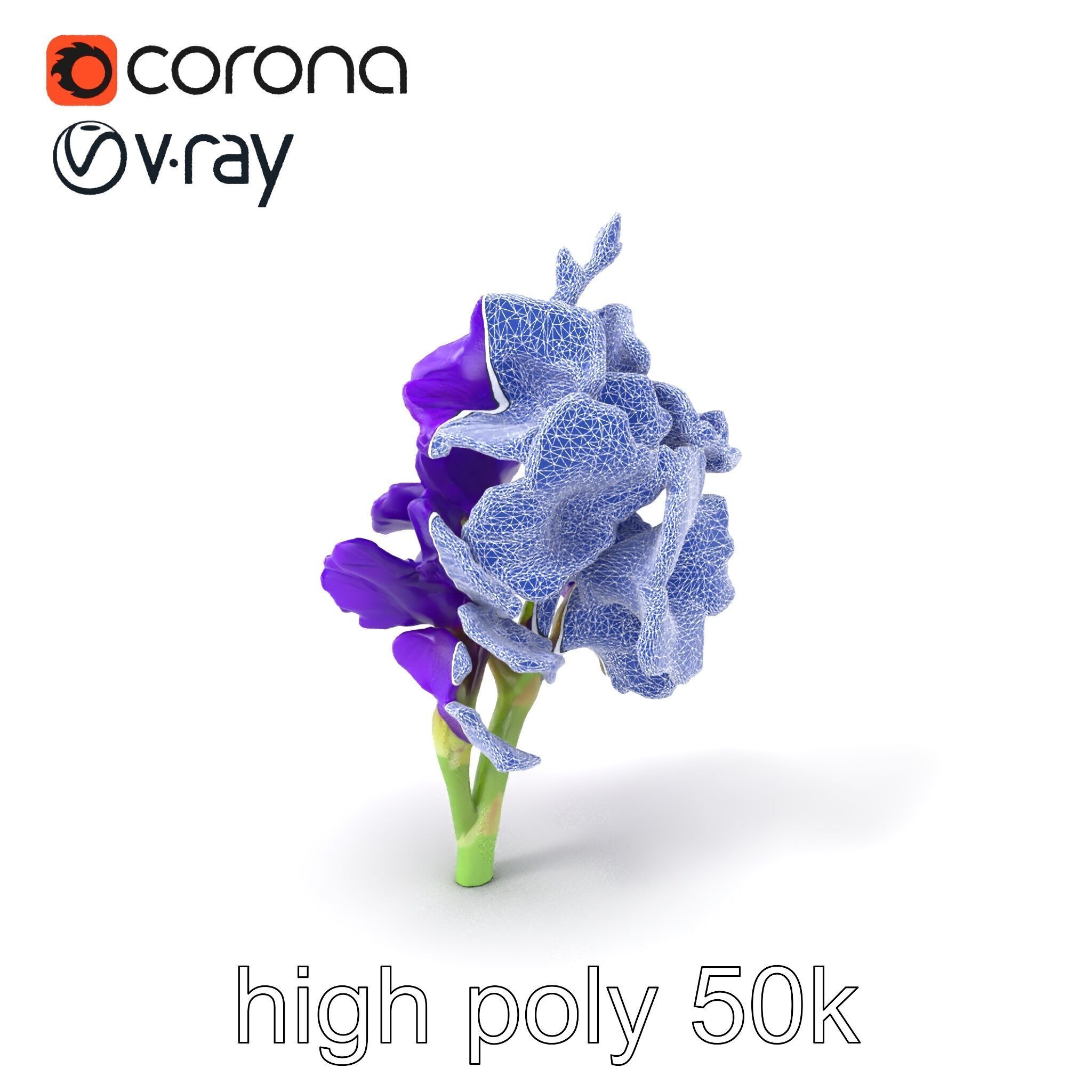Gladiolus Purple Petals Bloom Sculpture model pack Low-poly 3D model_1