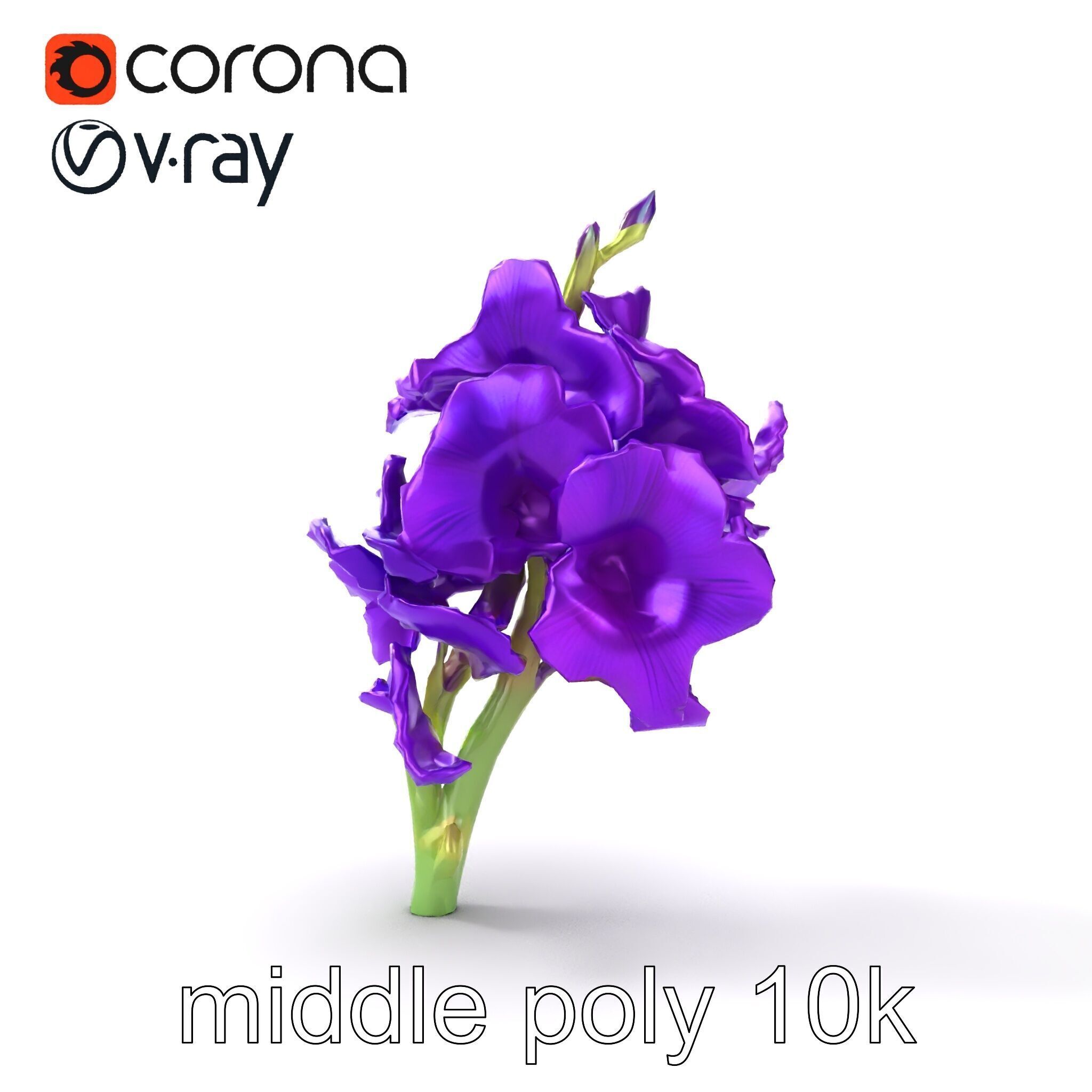Gladiolus Purple Petals Bloom Sculpture model pack Low-poly 3D model_26