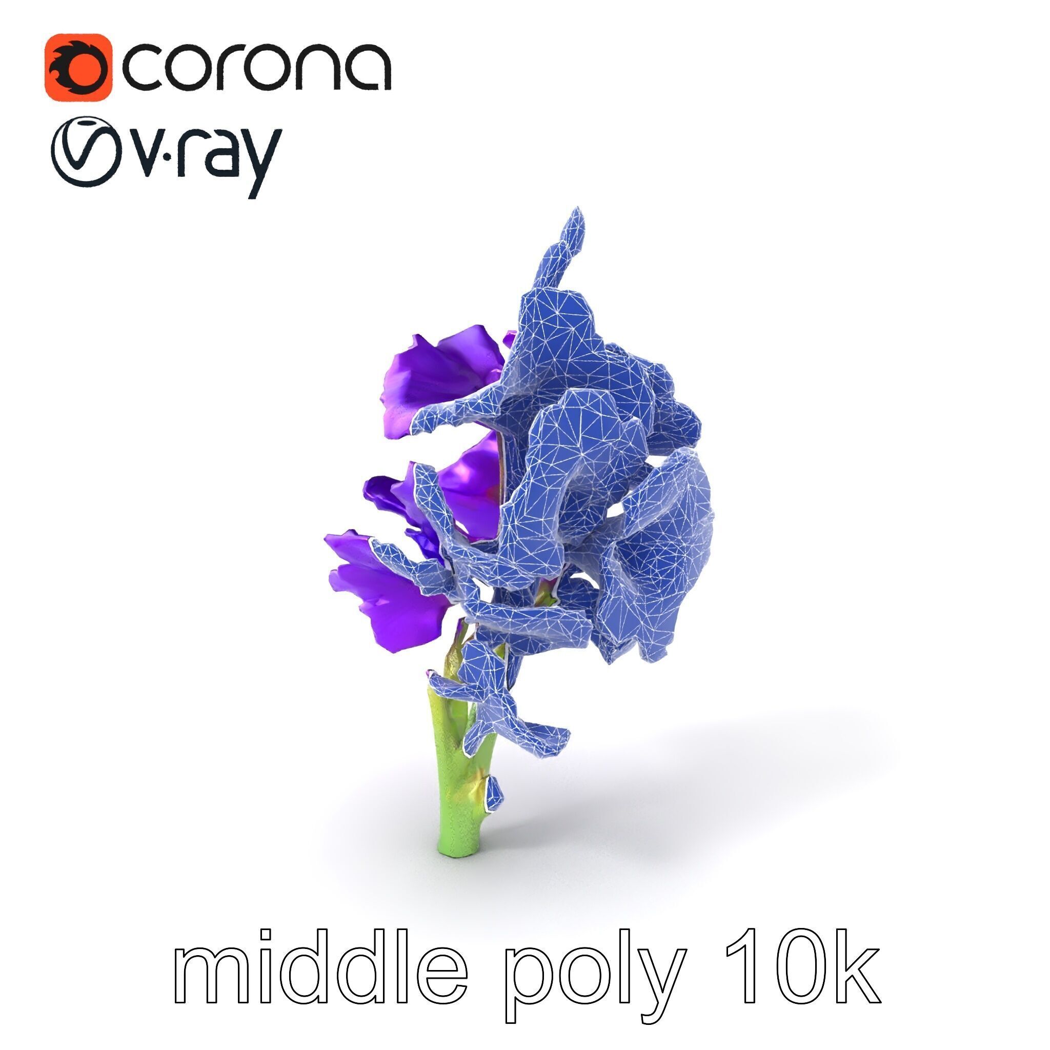 Gladiolus Purple Petals Bloom Sculpture model pack Low-poly 3D model_5