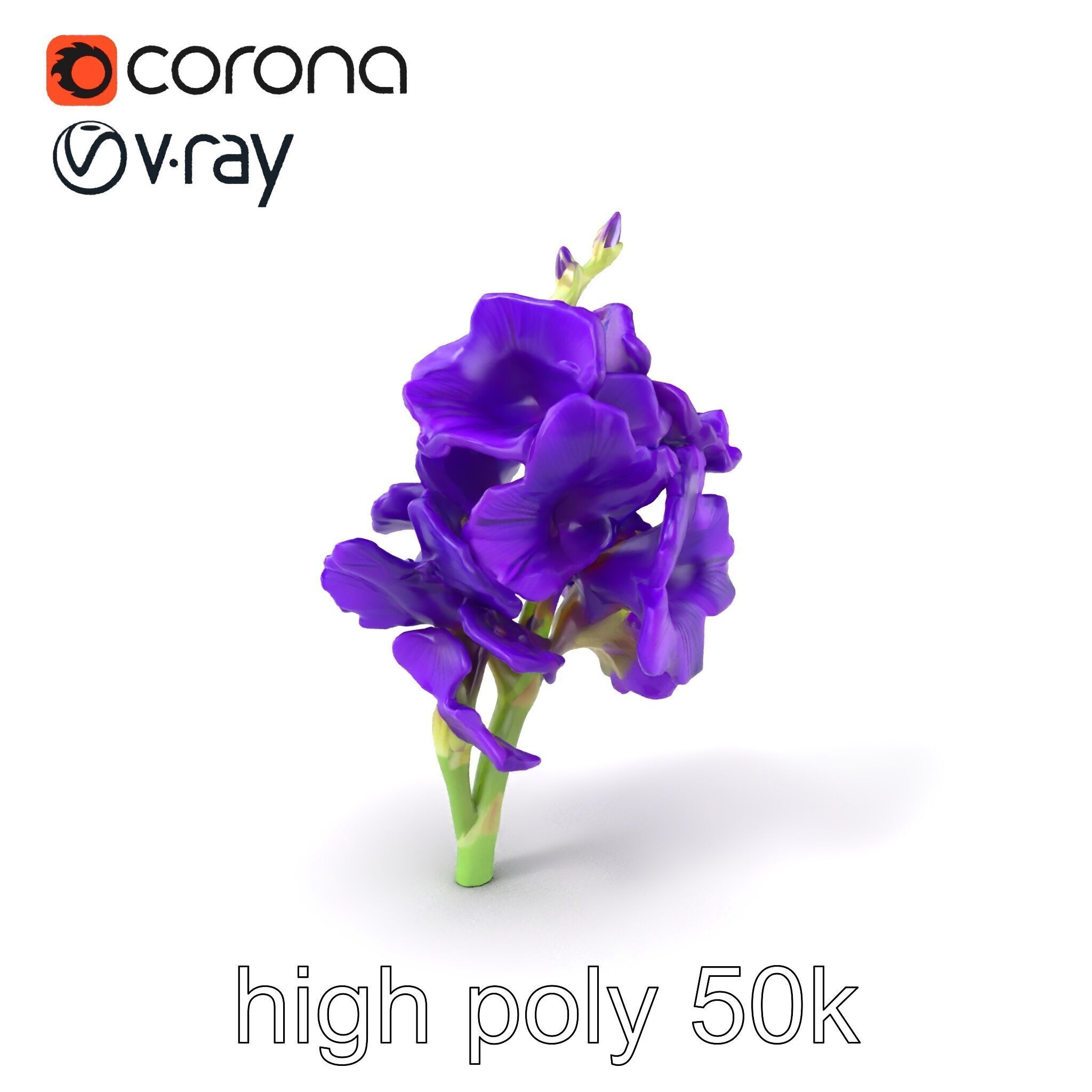 Gladiolus Purple Petals Bloom Sculpture model pack Low-poly 3D model_2