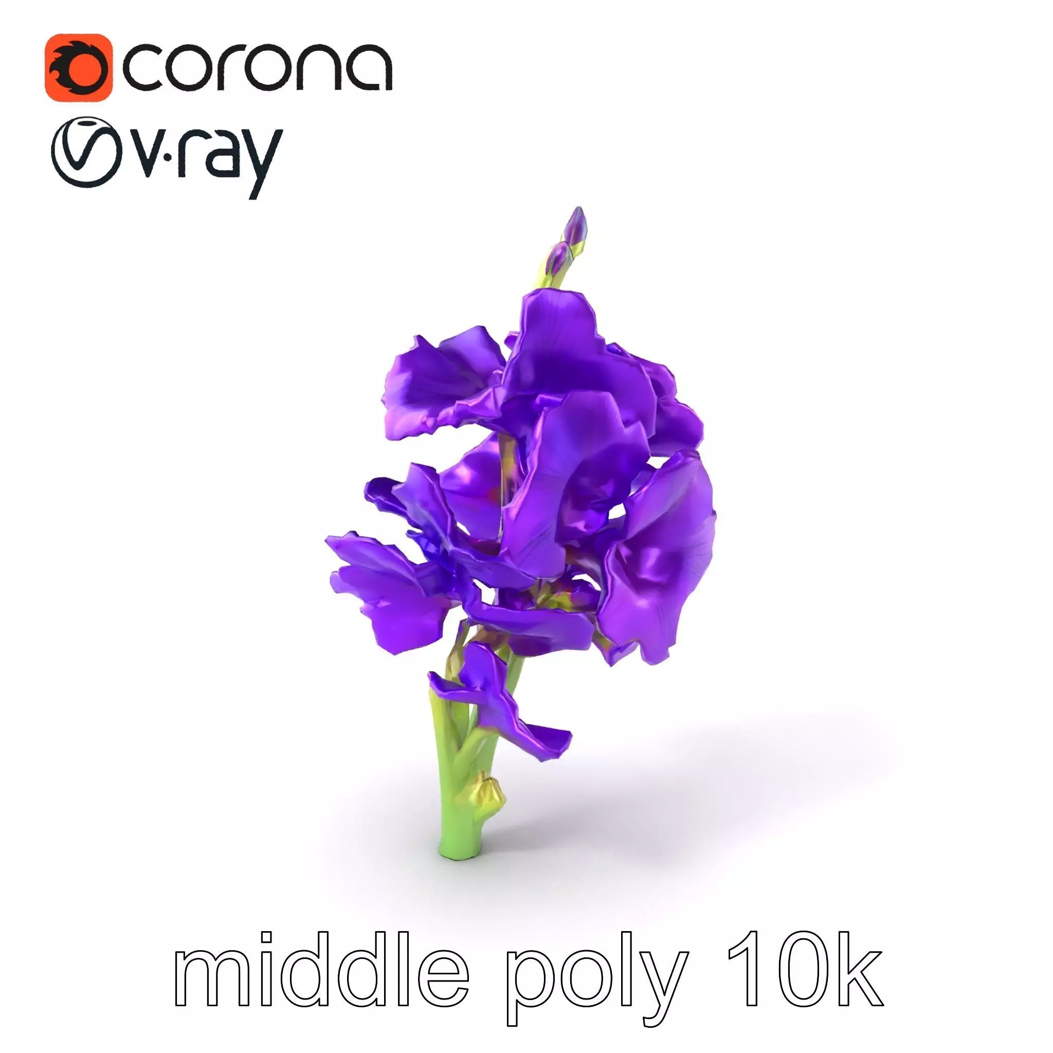 Gladiolus Purple Petals Bloom Sculpture model pack Low-poly 3D model_0
