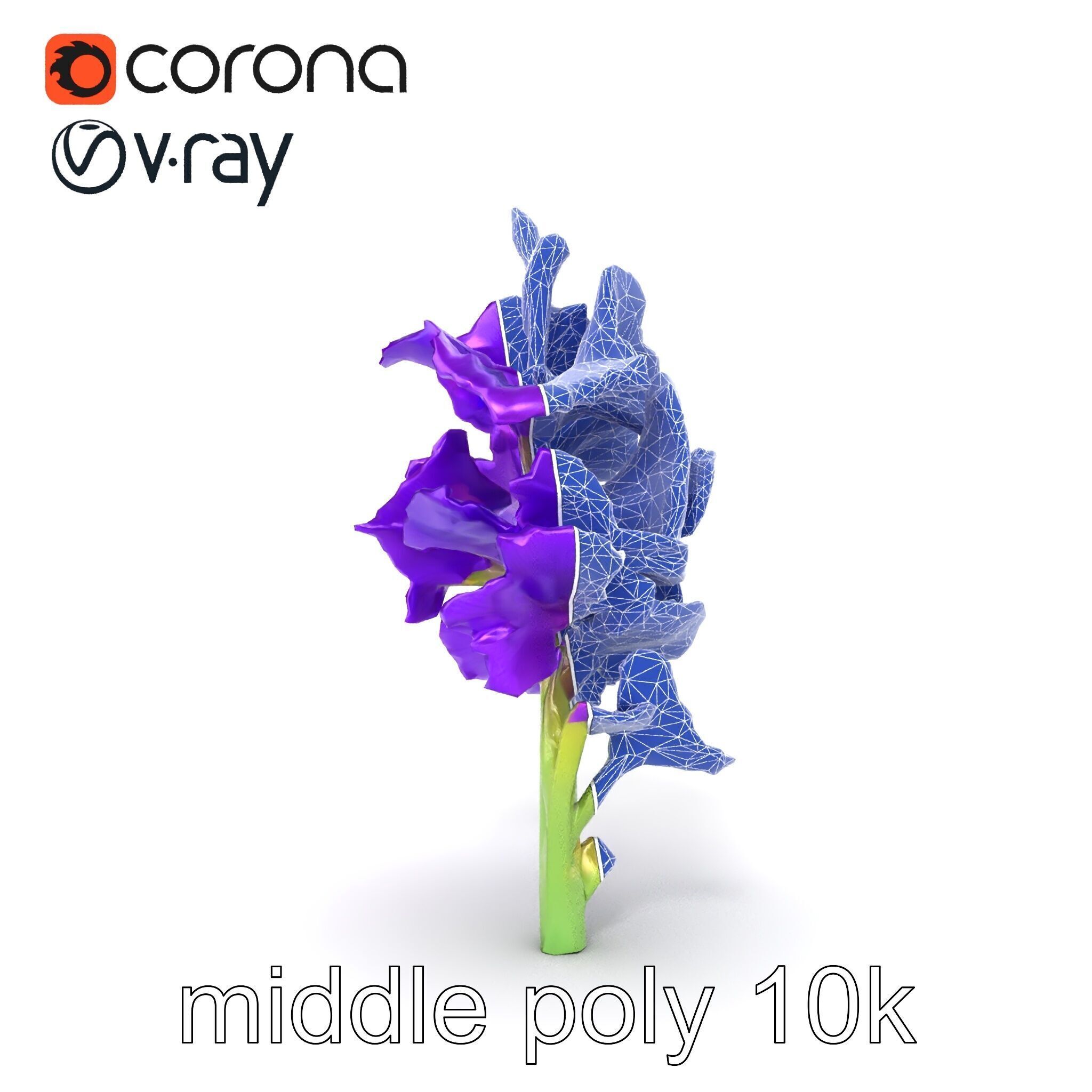 Gladiolus Purple Petals Bloom Sculpture model pack Low-poly 3D model_29